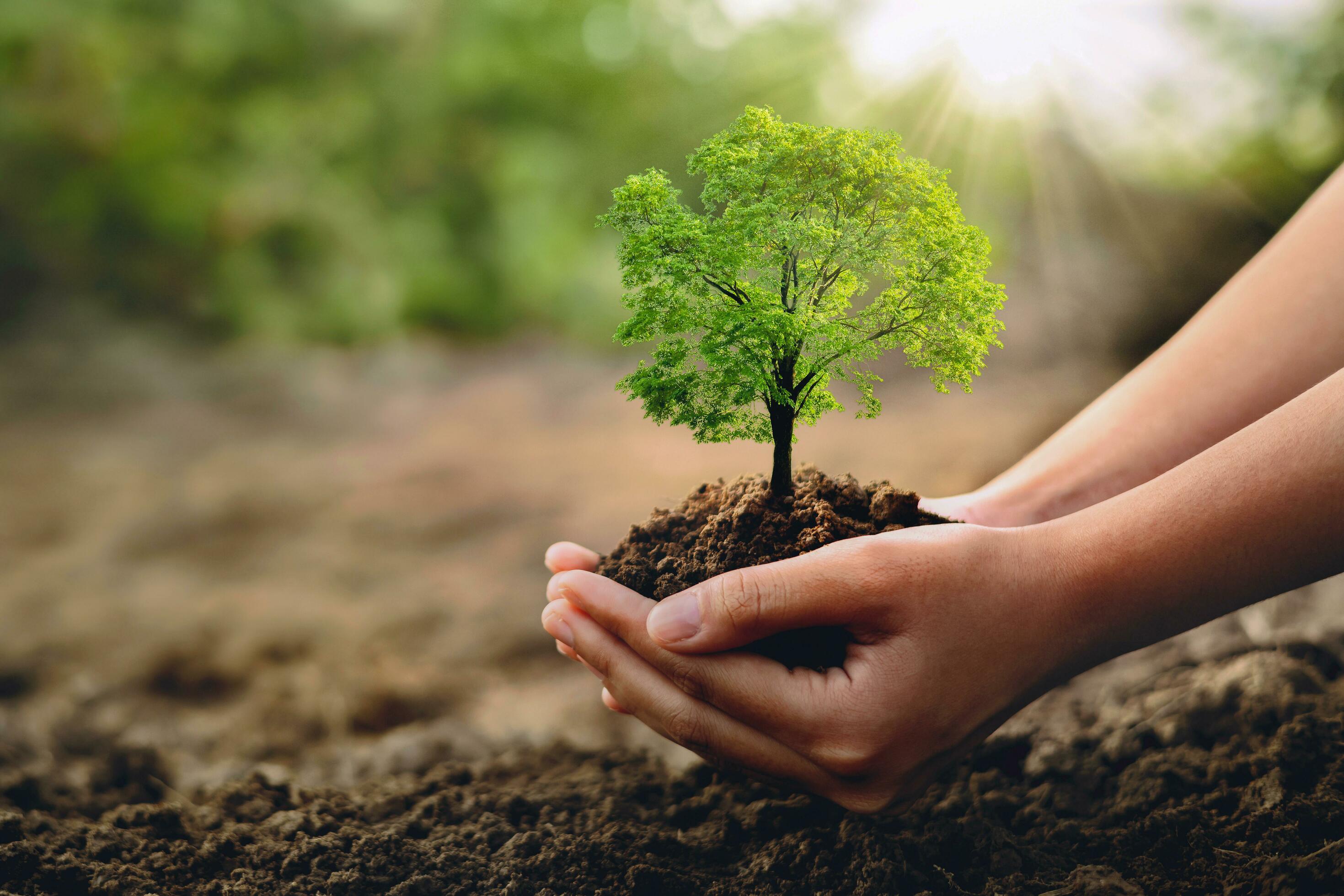 eco earth day concept. hand holdig big tree growing on green background Stock Free