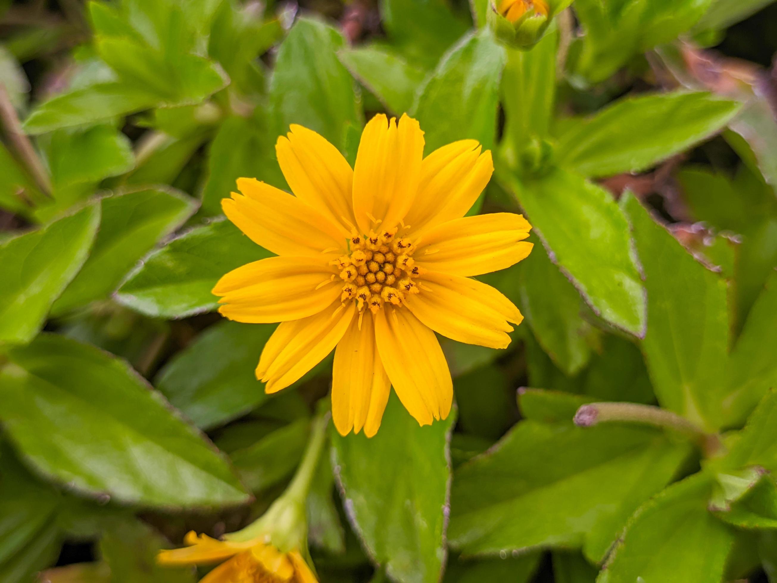 A close up of Sphagneticola trilobata flower Stock Free