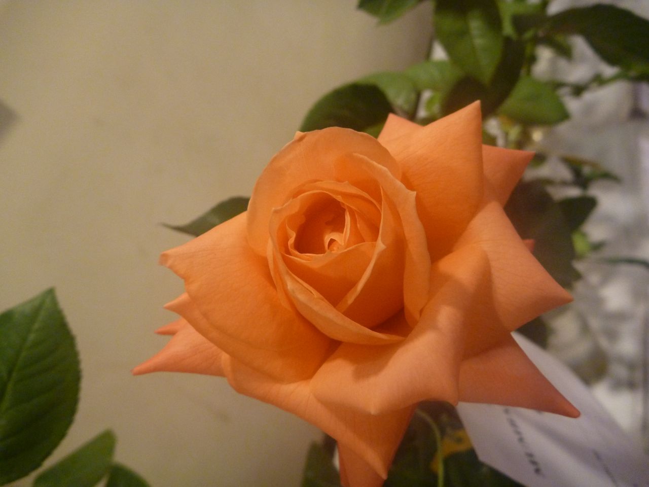 Yellow Orange Flower Rose Stock Free