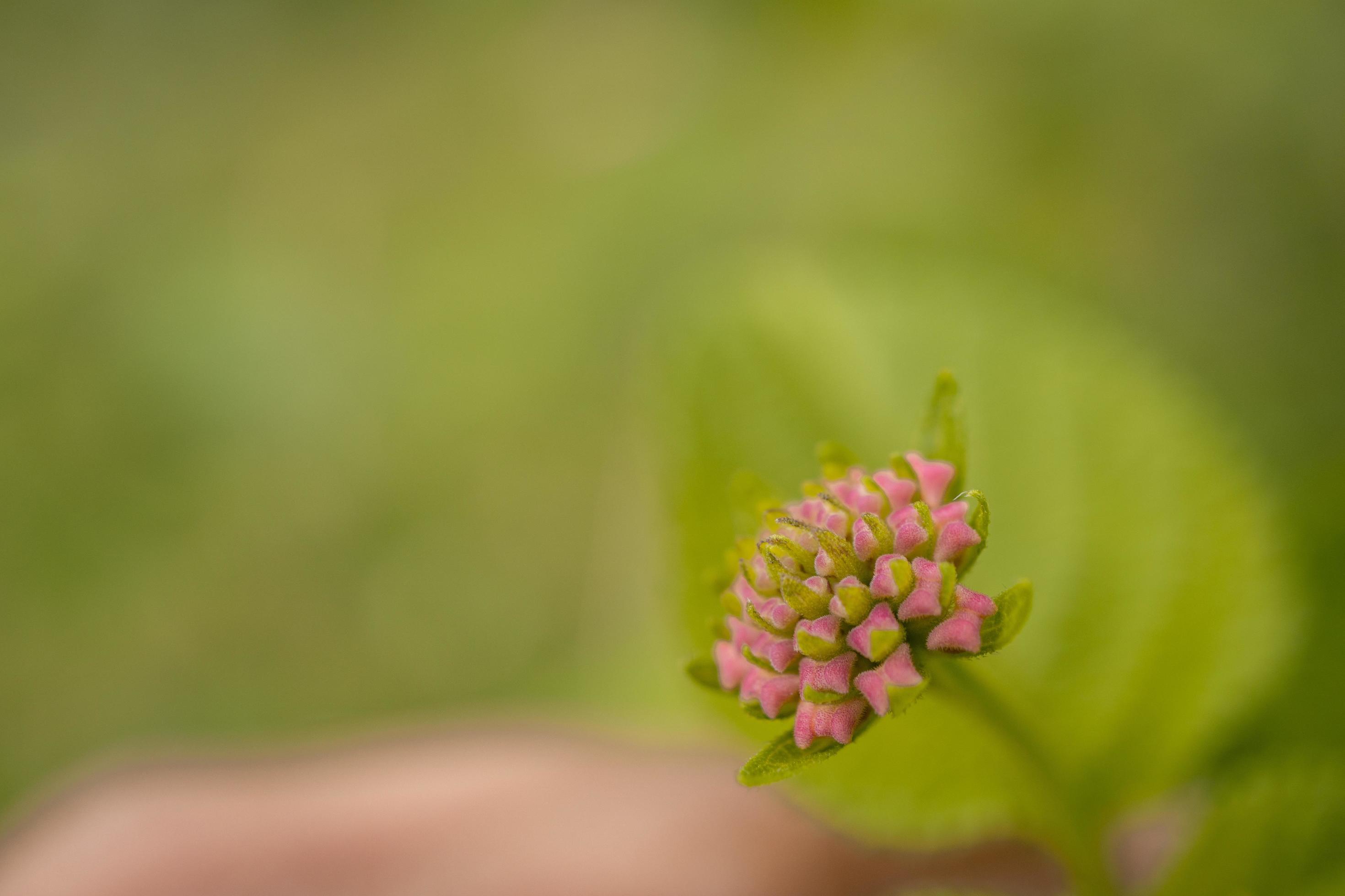 Macro photo of meadow flower white, pink yellow and violet color. The photo is suitable to use for nature flower background, poster and advertising. Stock Free