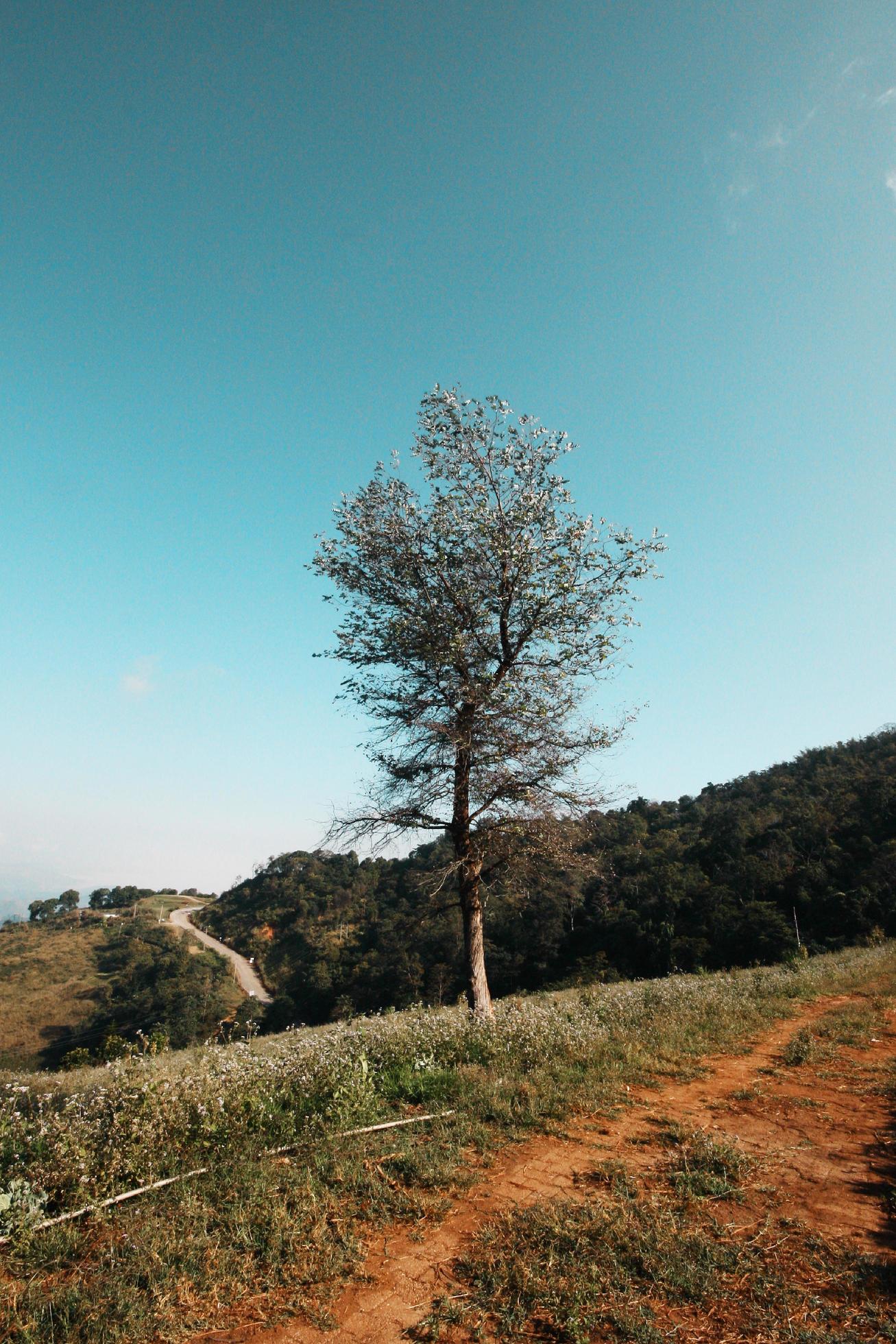 A lonely tree on the top of the hill in valley mountain with blue sky and vintage tone color Stock Free