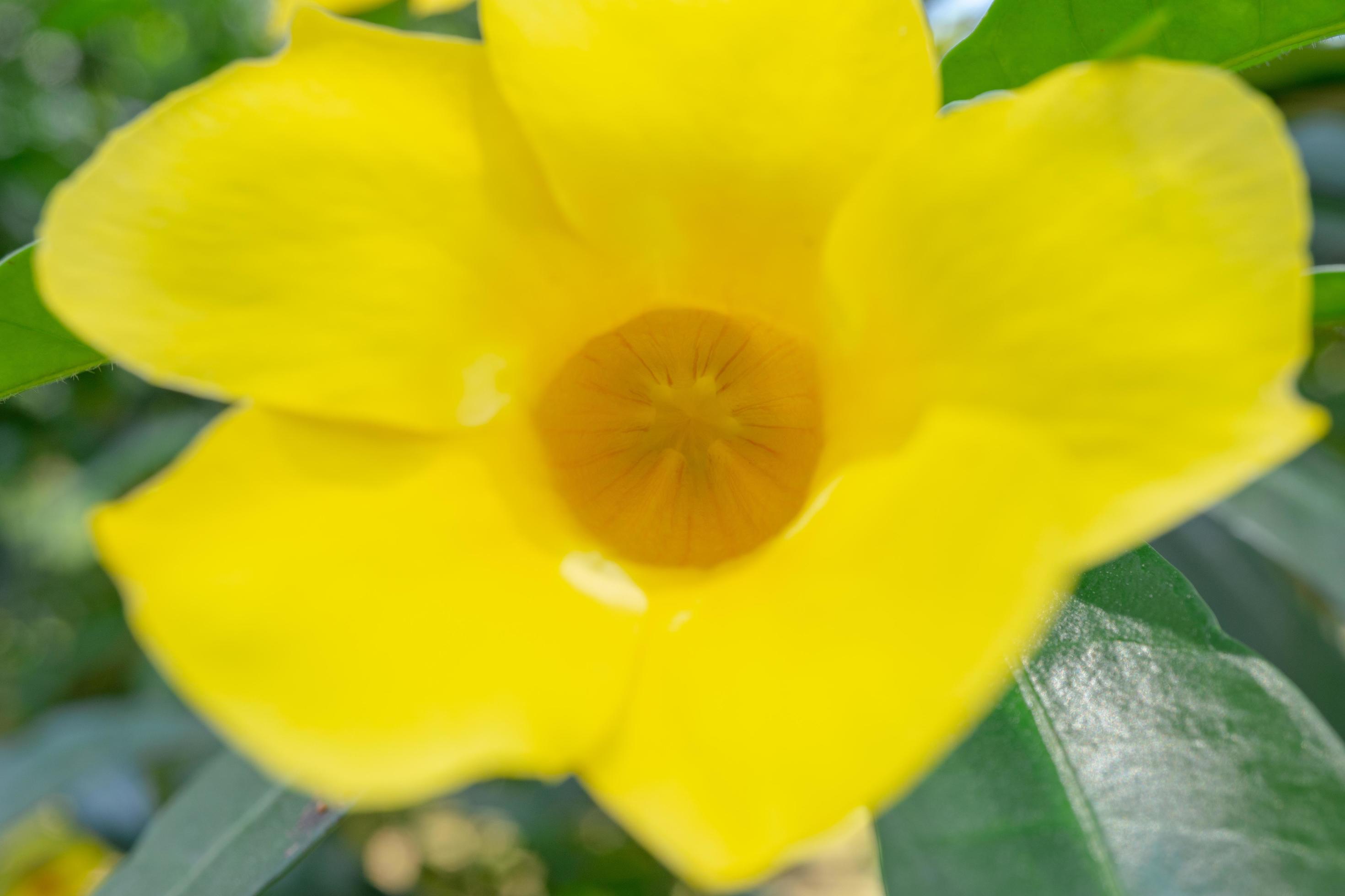 Yellow, white and pink flower on the garden when spring season. The photo is suitable to use for nature flower background, poster and advertising. Stock Free