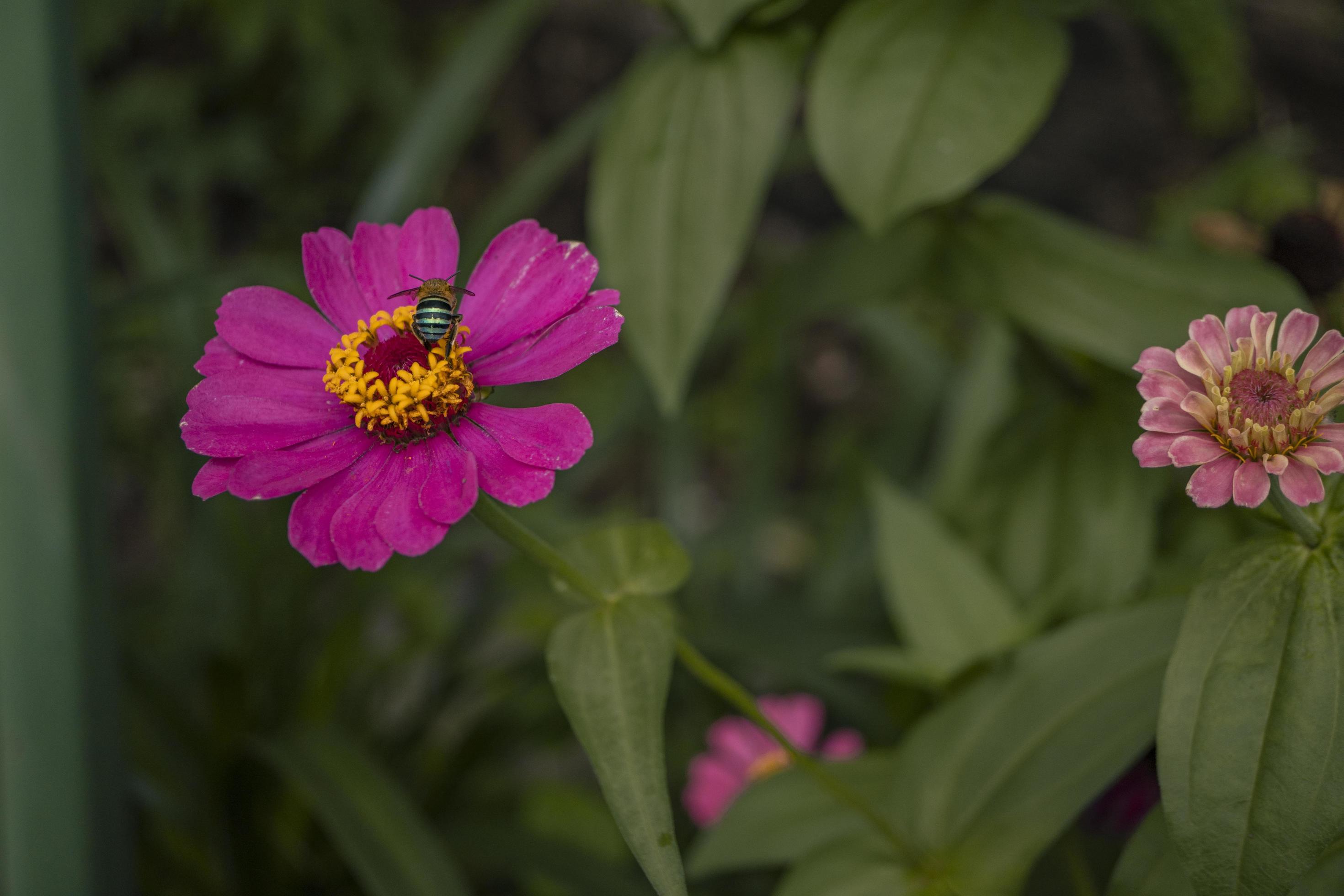 Close up photo of wild pink flower on spring time. The photo is suitable to use for nature background and content media social. Stock Free