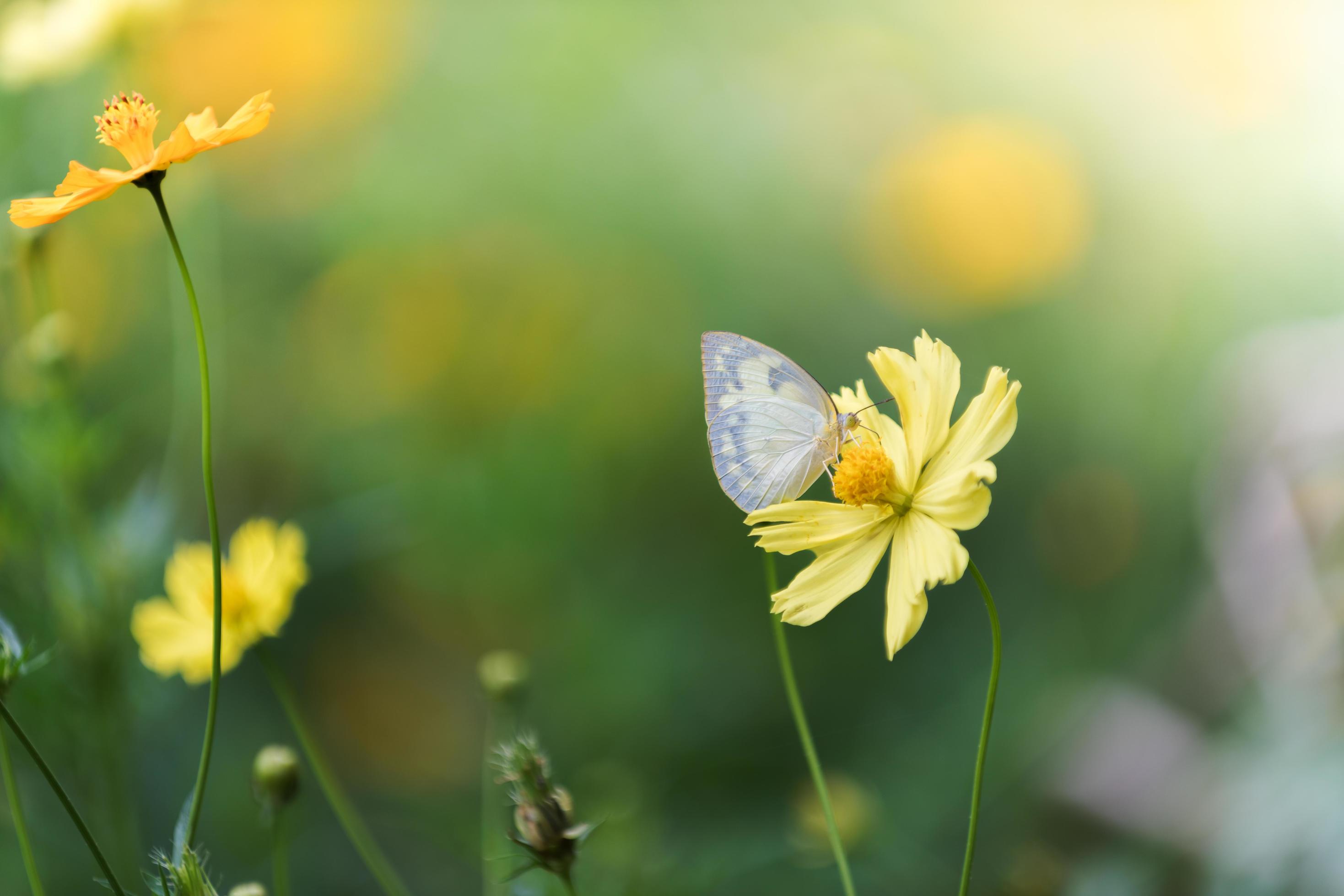 cute butterfly on yellow cosmos flower. Stock Free