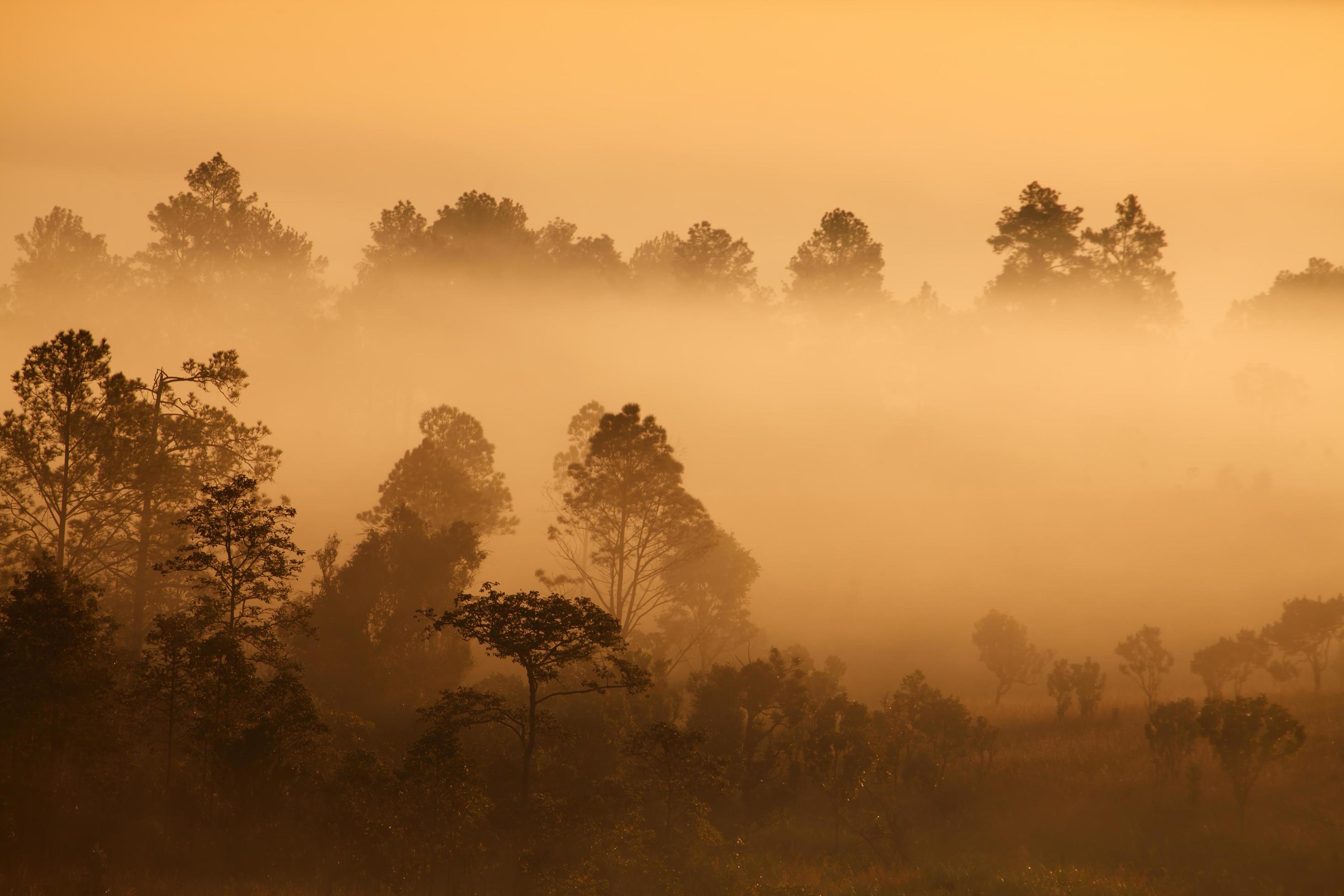 misty morning sunrise in mountain at Thung Salang Luang National Park Phetchabun,Thailand Stock Free