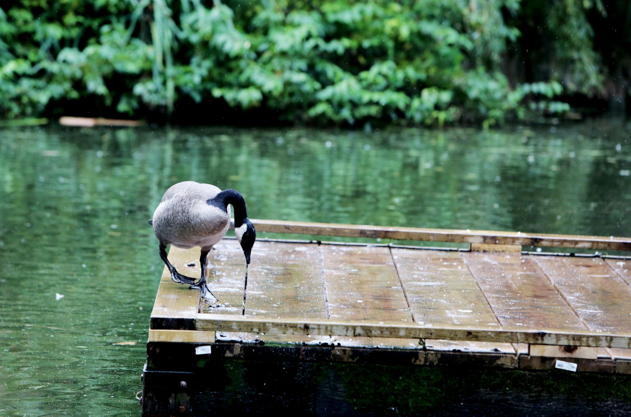 Goose In The Rain Stock Free