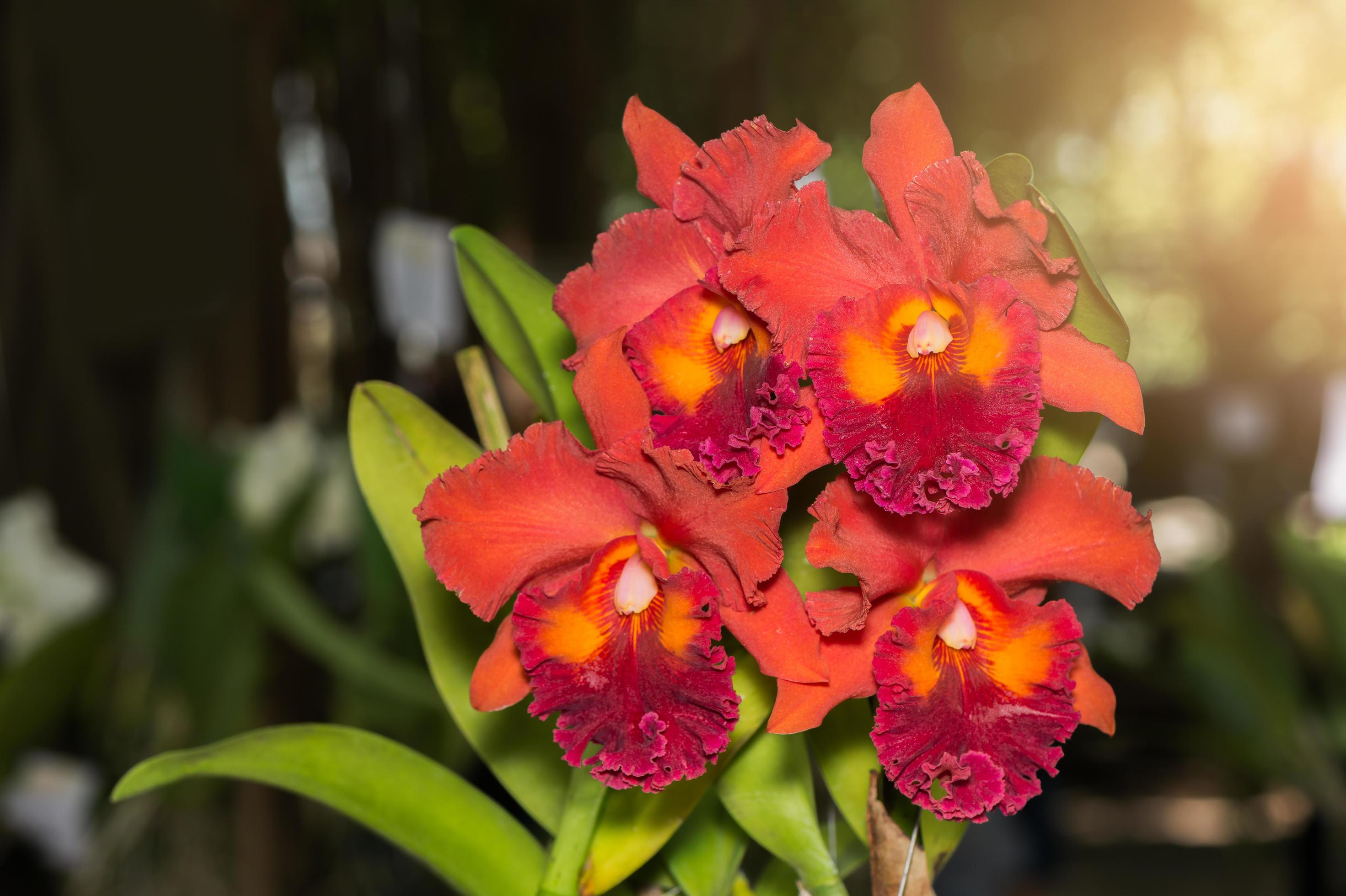 orange Cattleya orchid flower with sunlight Stock Free