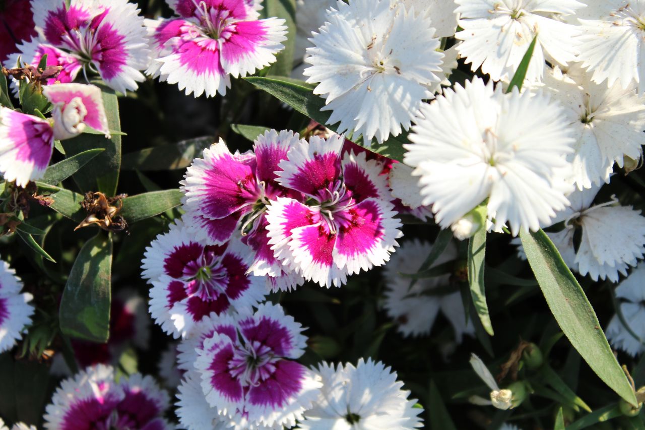 Flowers In A Garden Stock Free