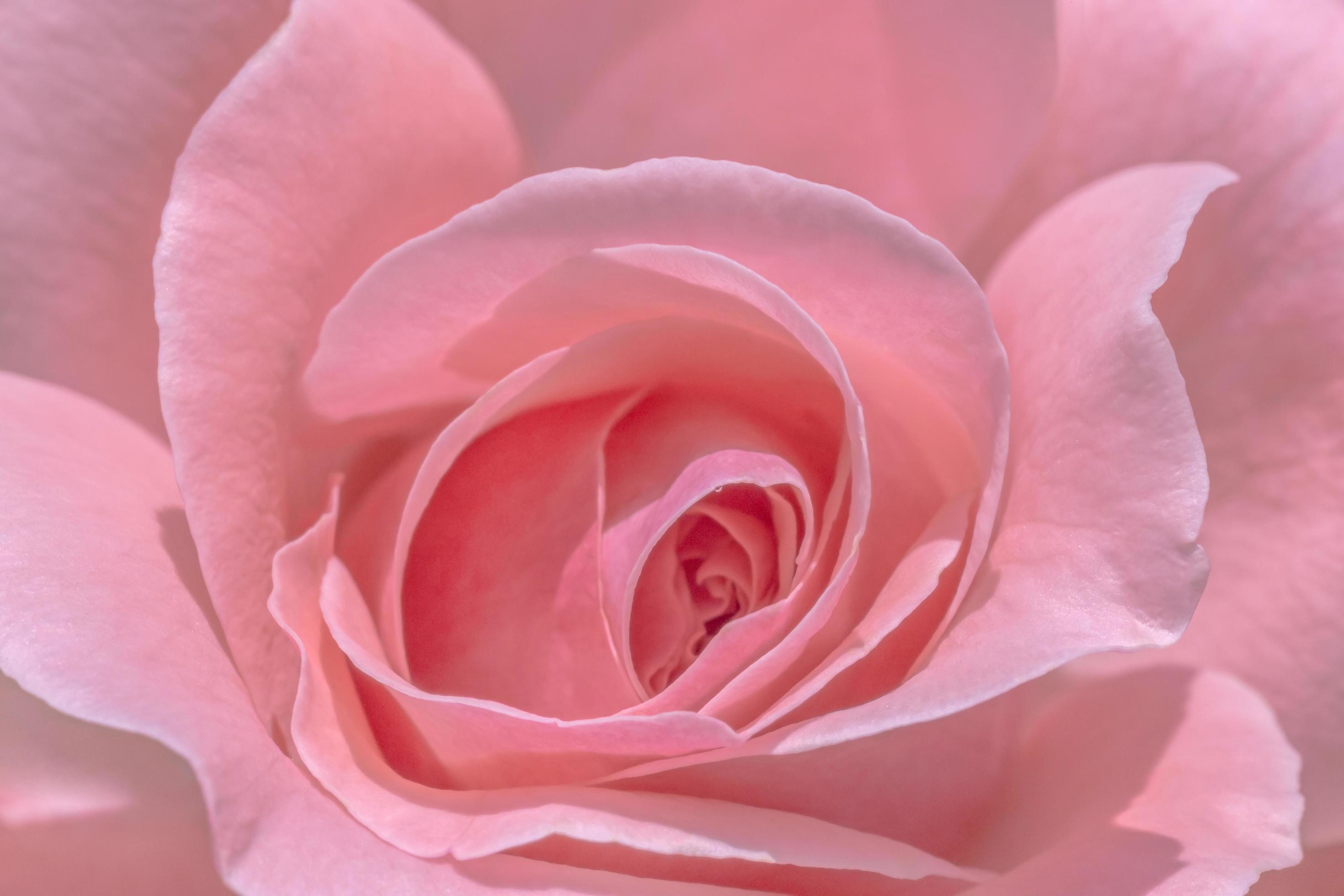 close up of pink rose flower Stock Free