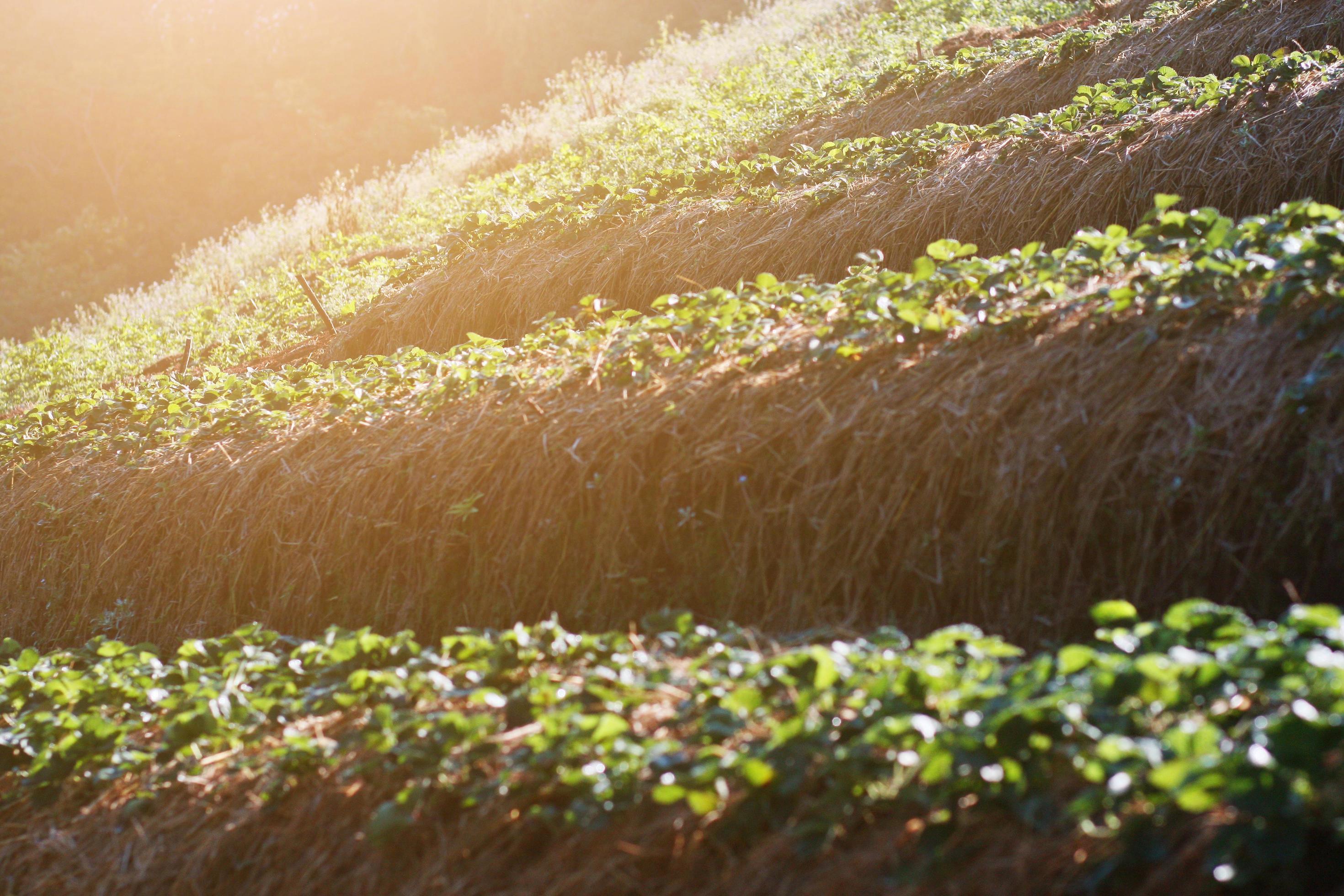 Strawberry Mountain Farm on slope and step with sunrise on hill in Thailand Stock Free