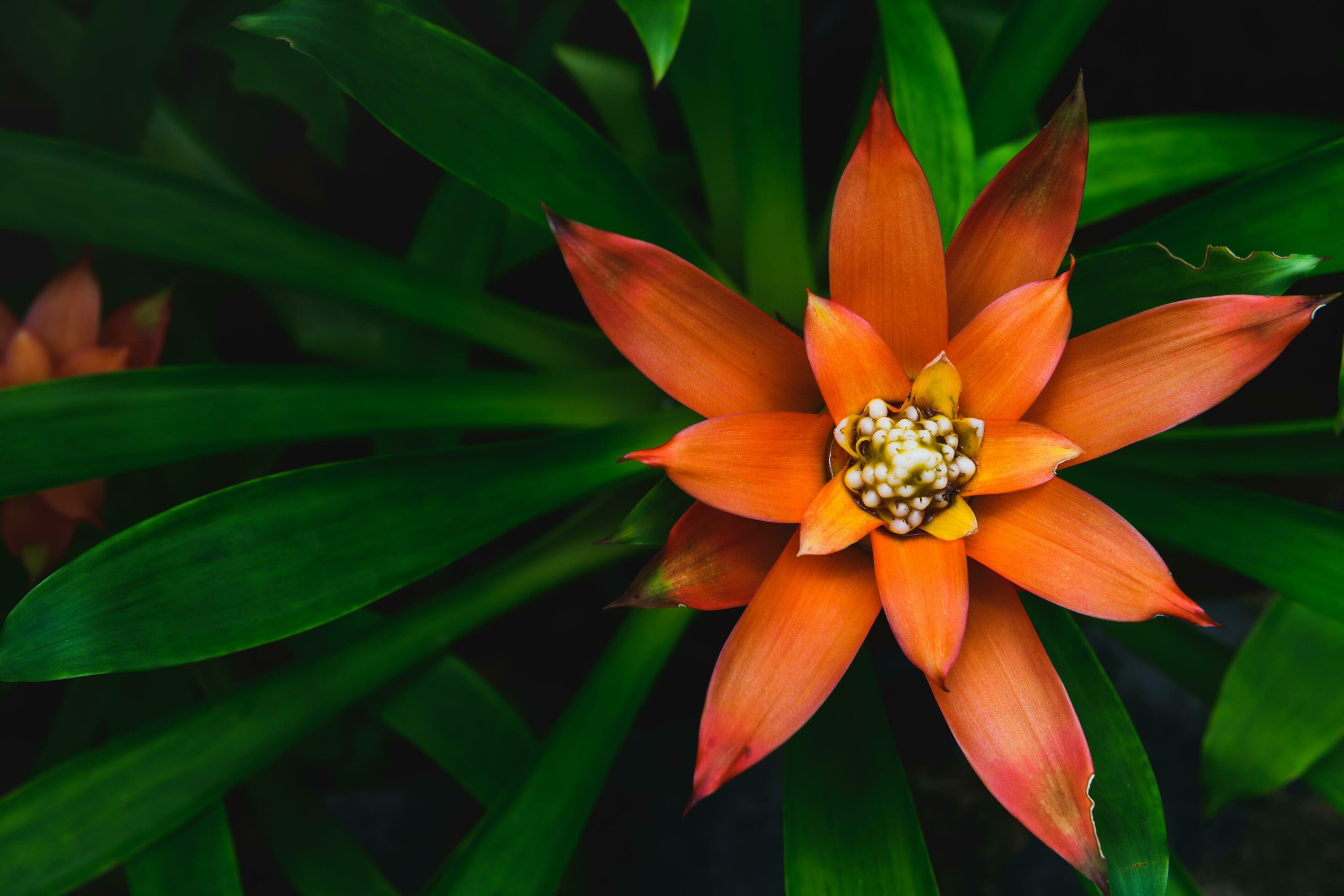 Beautiful red Bromeliad flower on top view, Stock Free