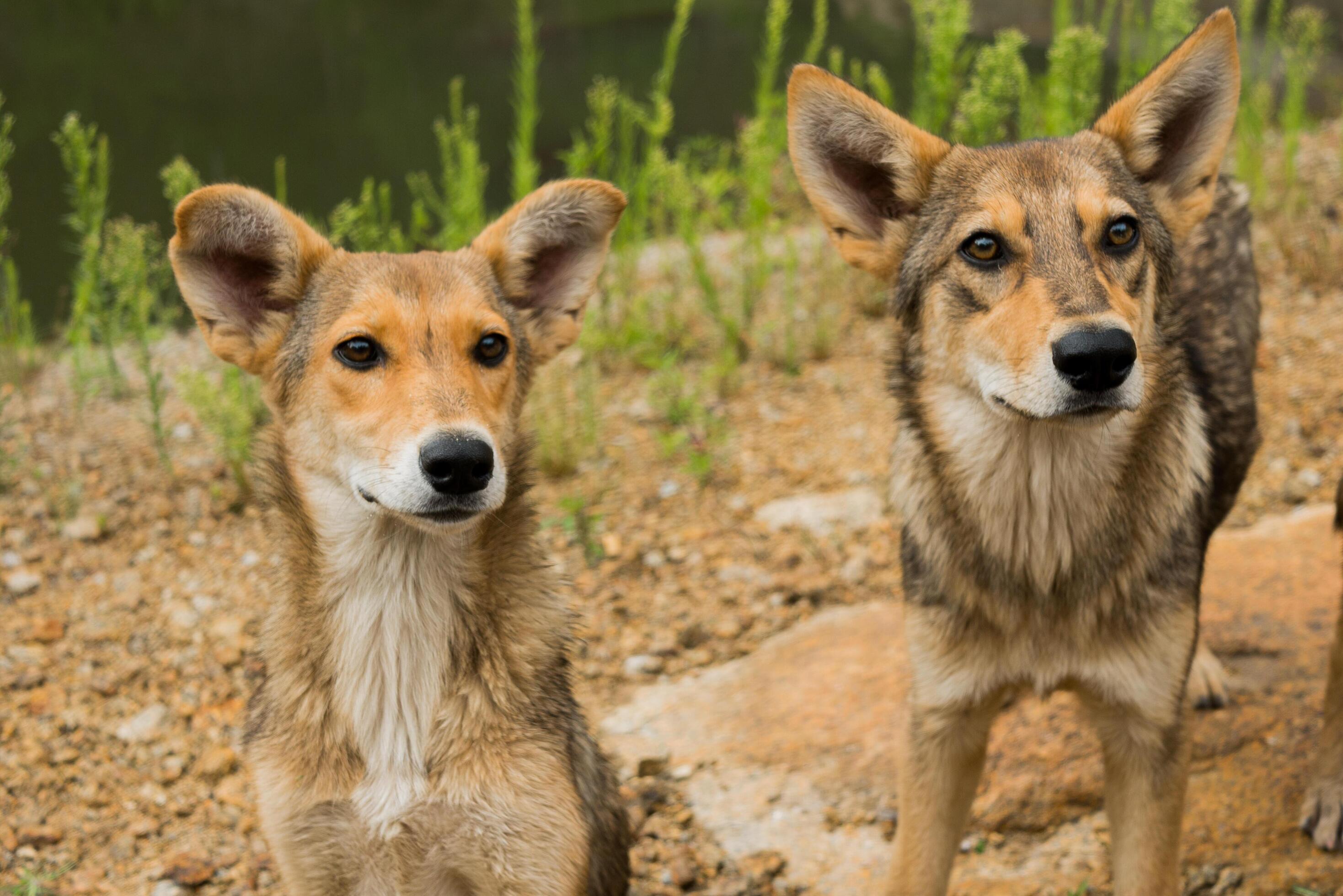 Pack of young dogs are together outdoors. Family, a group of dogs of the same breed on a walk in the forest. Stock Free