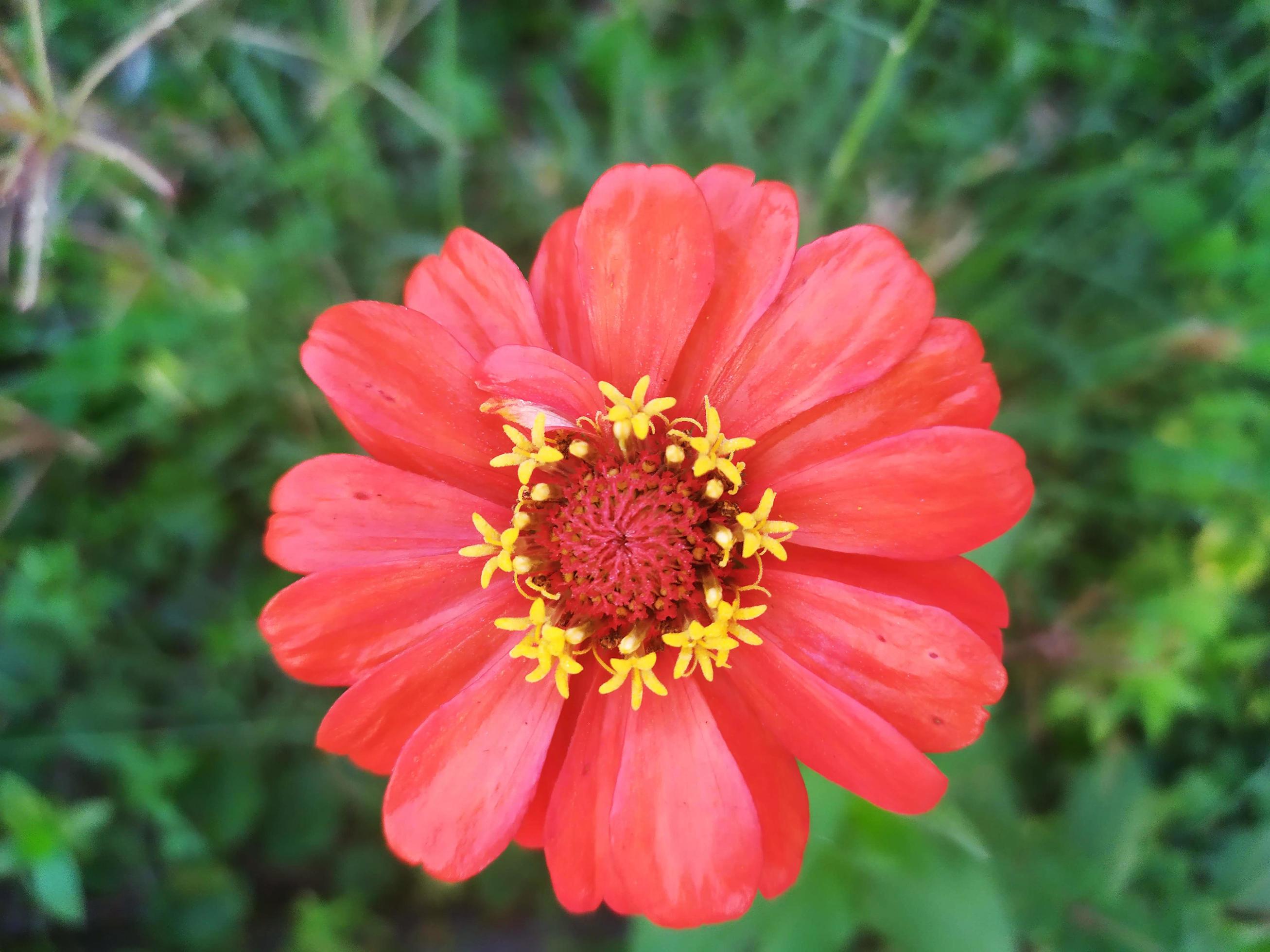 Bright Pink Flower Stock Free