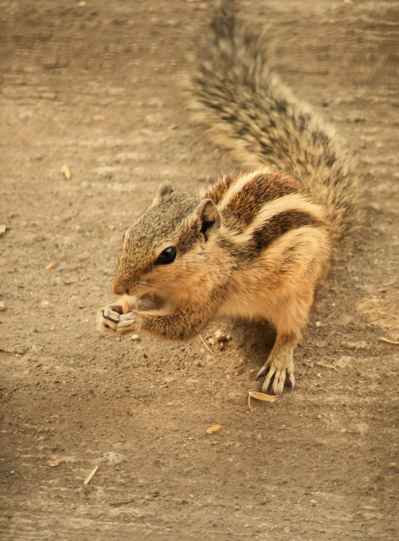 Squirrel Ground Beautiful Stock Free