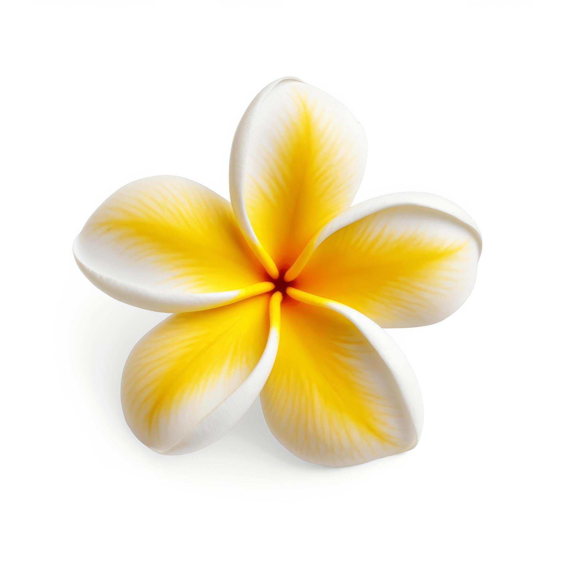 Plumeria flower isolated. Illustration Stock Free