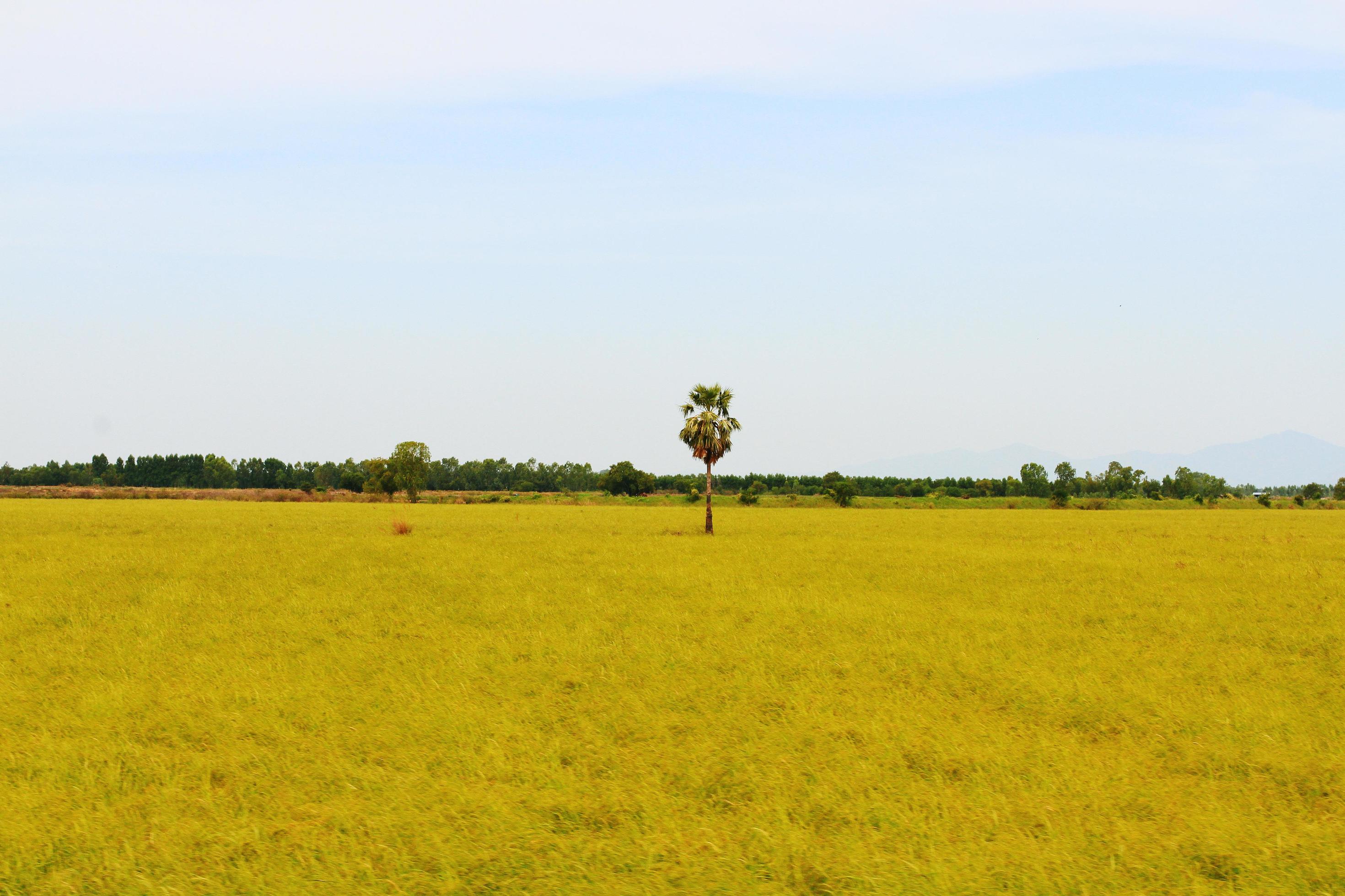 Tropical Sugar palm or toddy palm plants in rice field at Thailand Stock Free