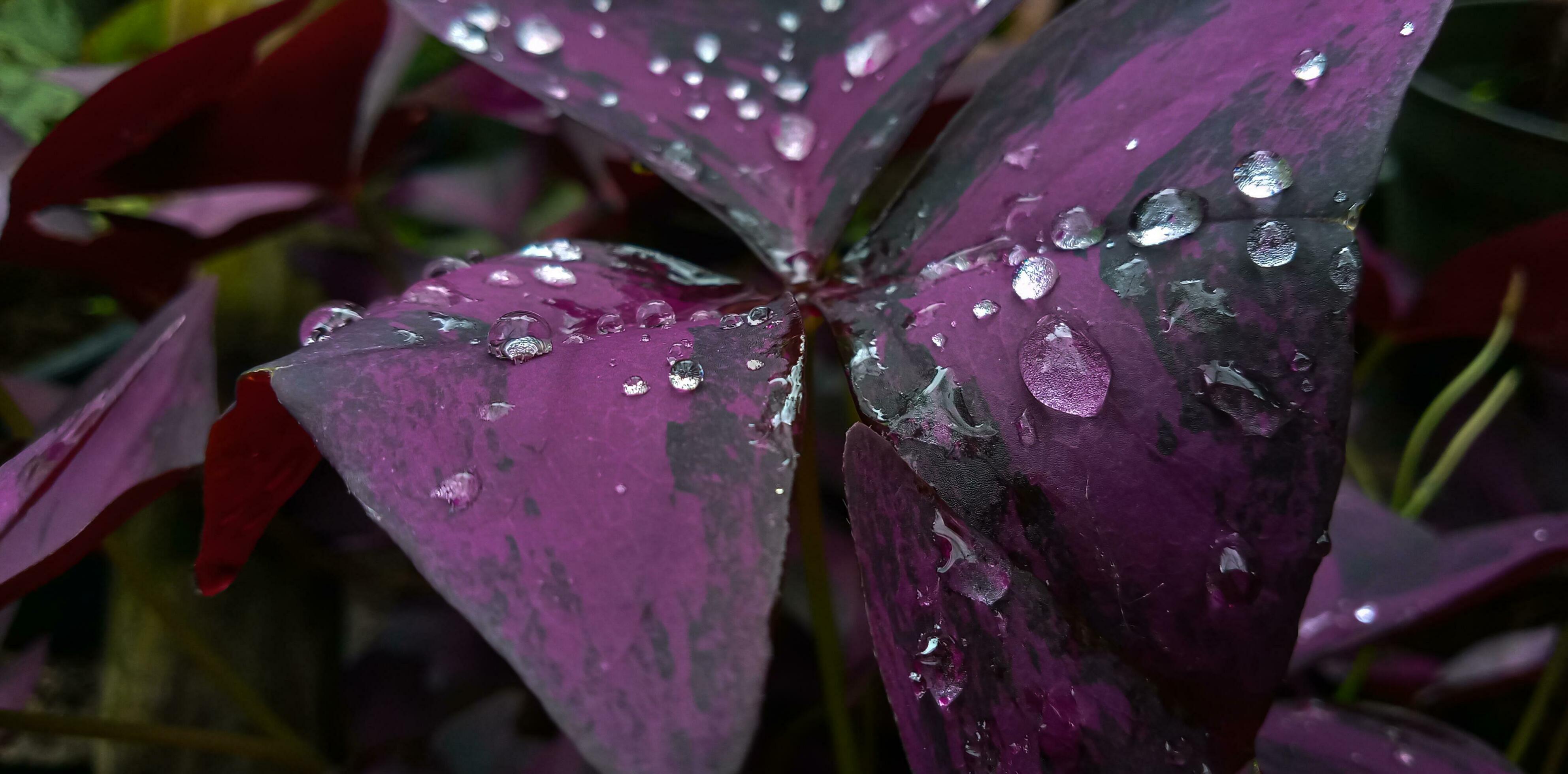 Oxalis purpurea, Oxalis triangularis, natural background of blooming purple flowers. Leaves pattern background with water drop. Stock Free