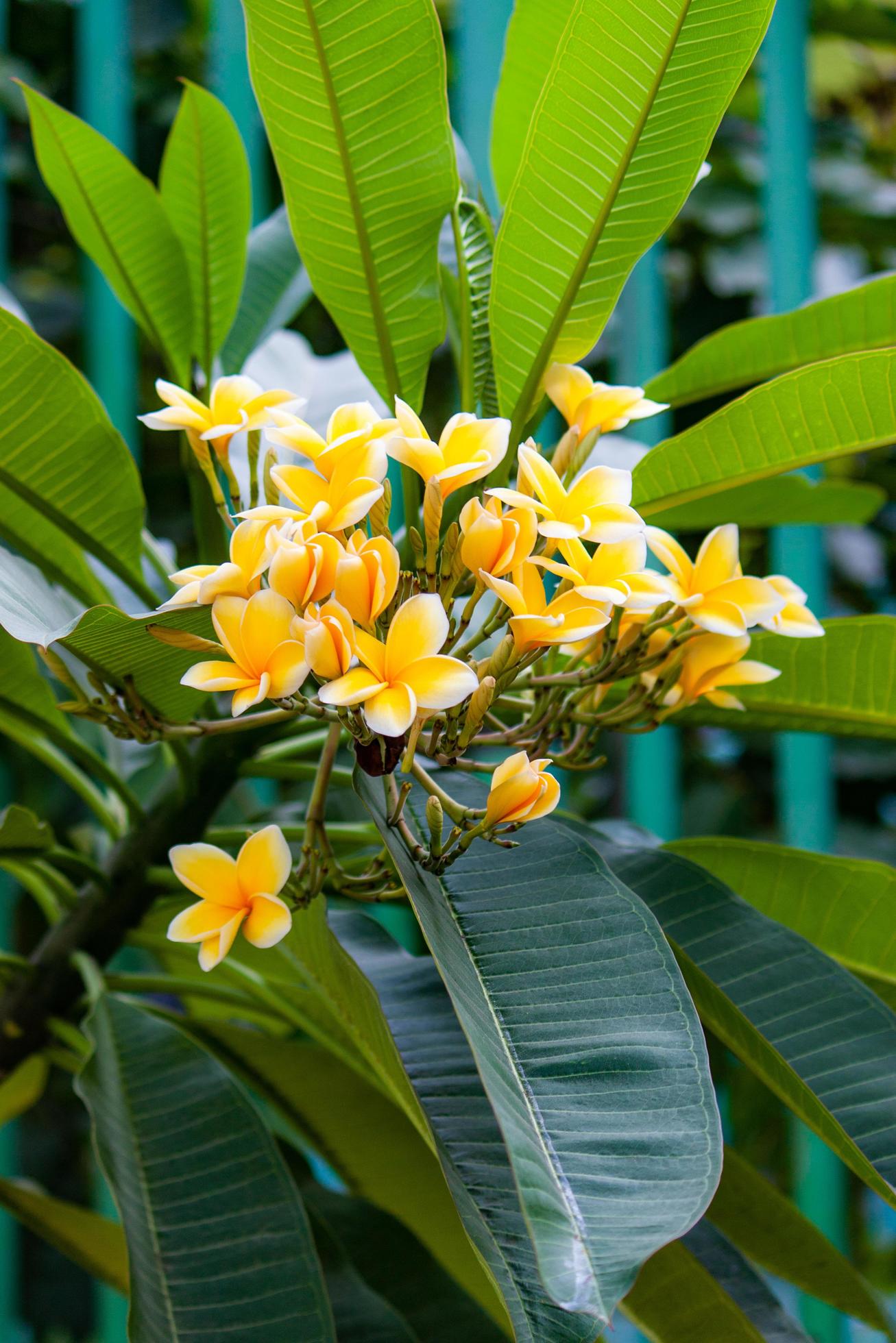 plumeria flower in the garden Stock Free