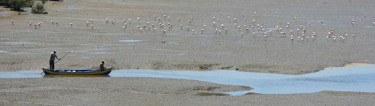 Flamingos Boat Nearby Stock Free