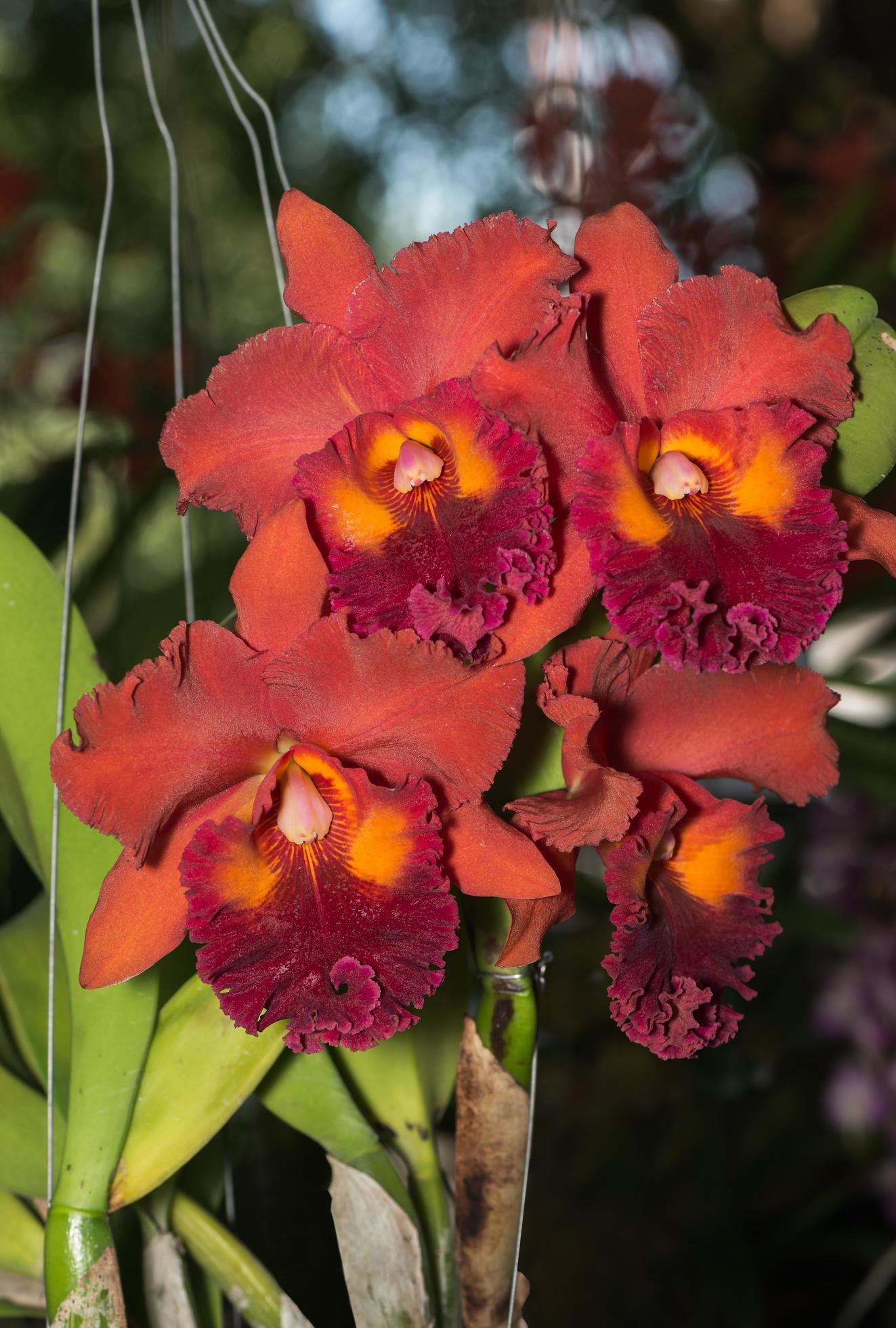 Hybrid dark orange with red cattleya orchid flower Stock Free