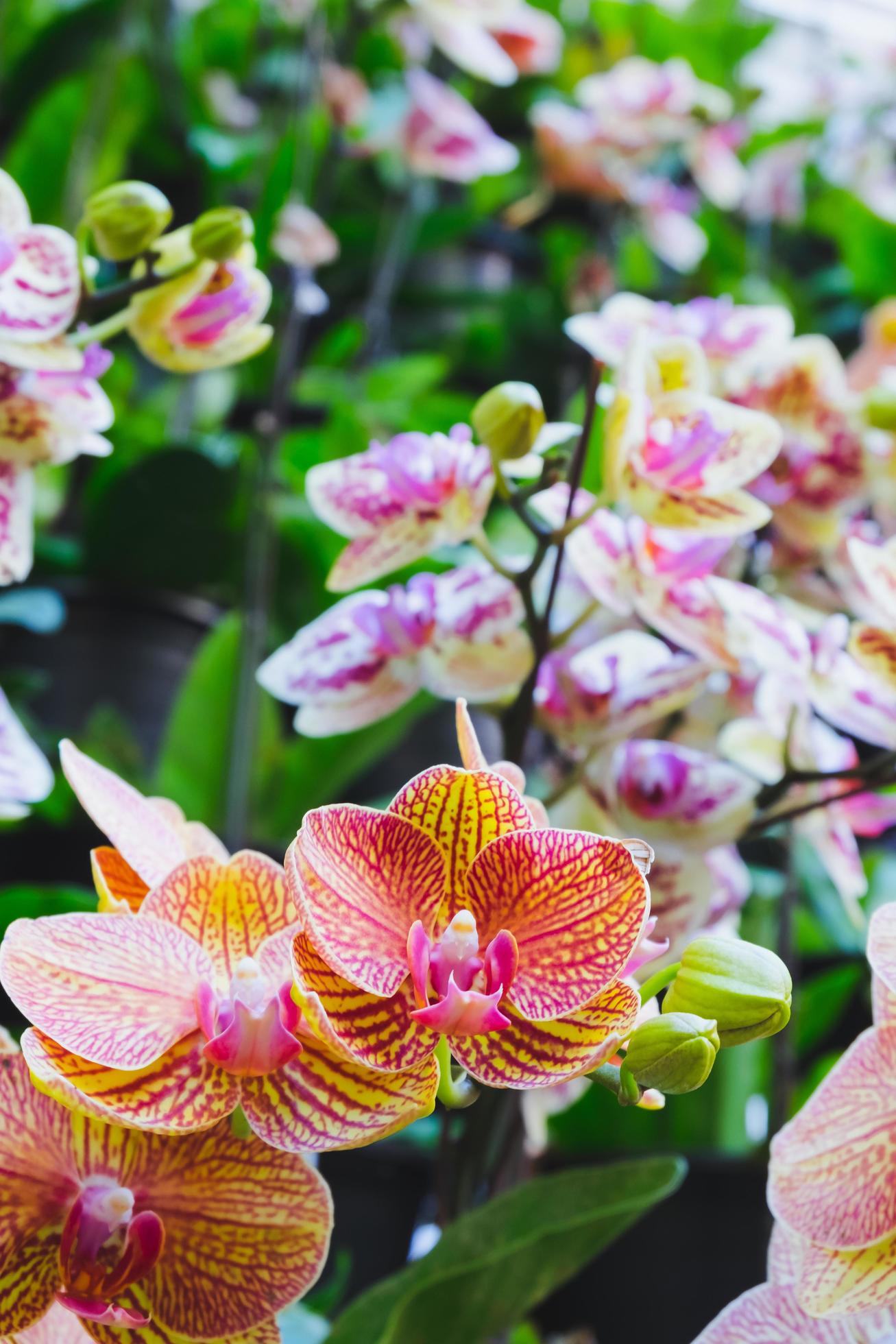 Orchid flower in tropical garden. Phalaenopsis Orchid flower.Floral background.Selective focus. Stock Free