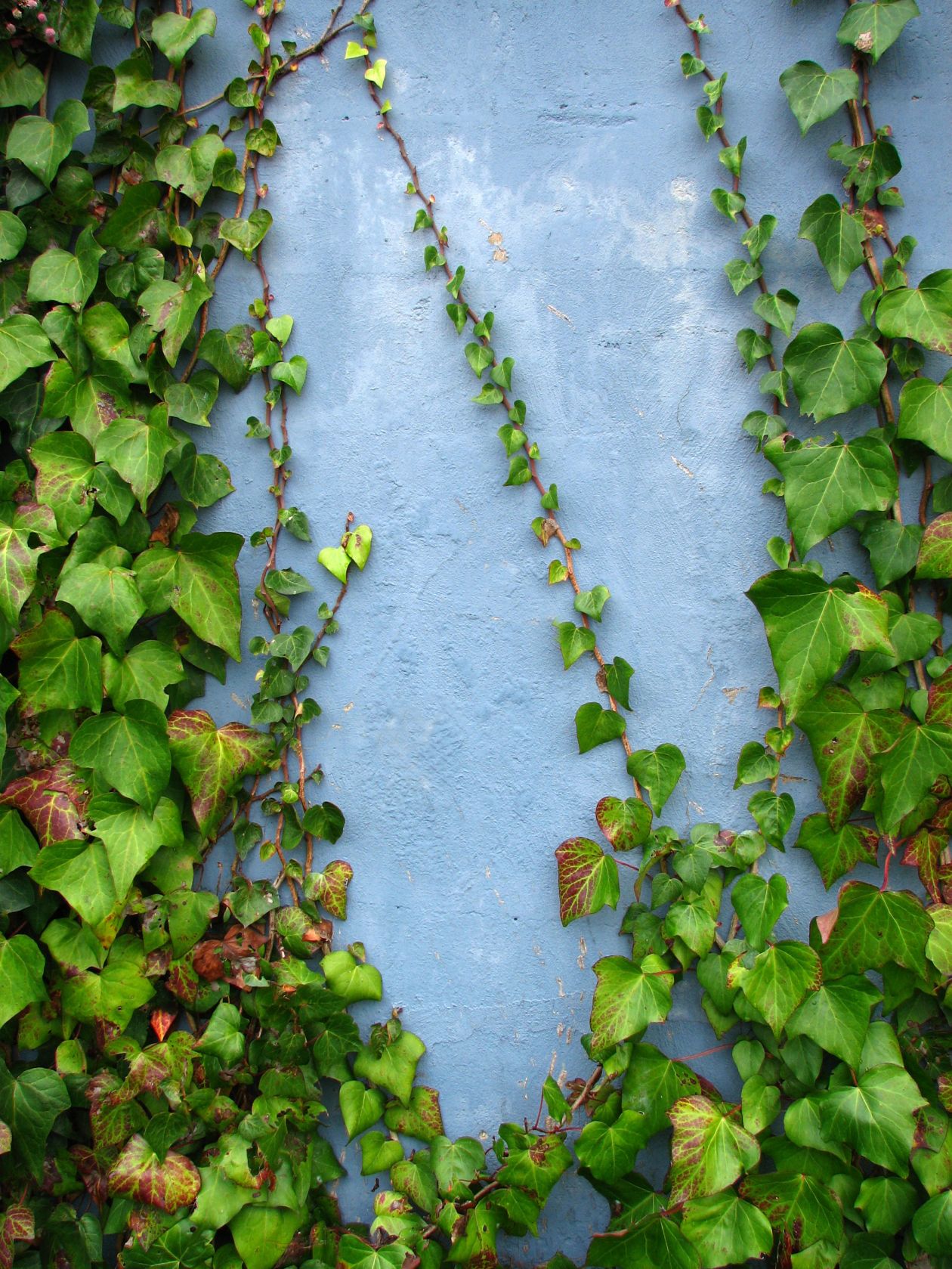 Ivy on blue wall Stock Free