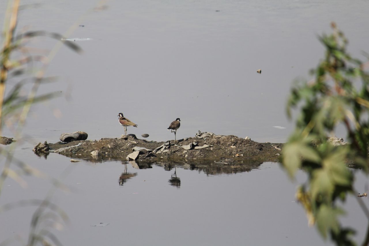 Two Birds In Water Pond Stock Free