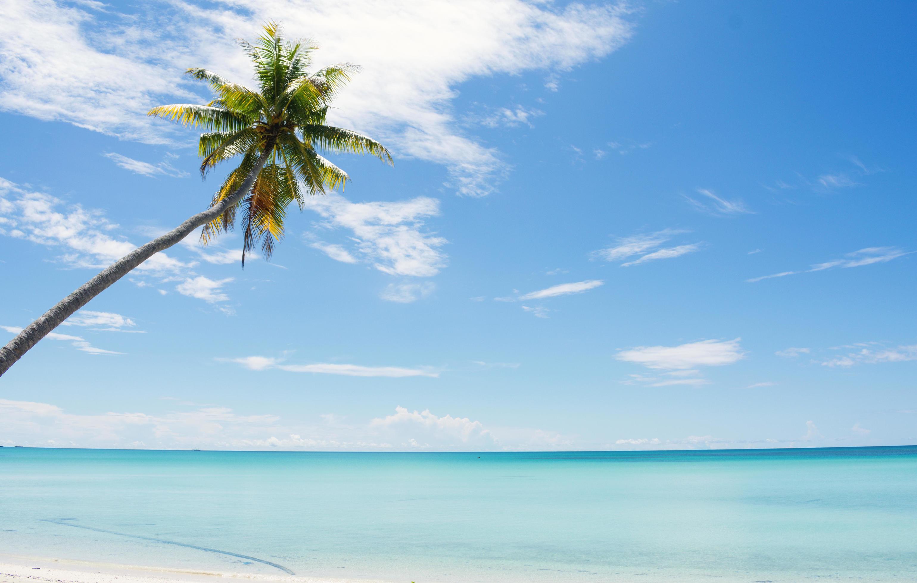 the minimalist coconut tree at the beach Stock Free