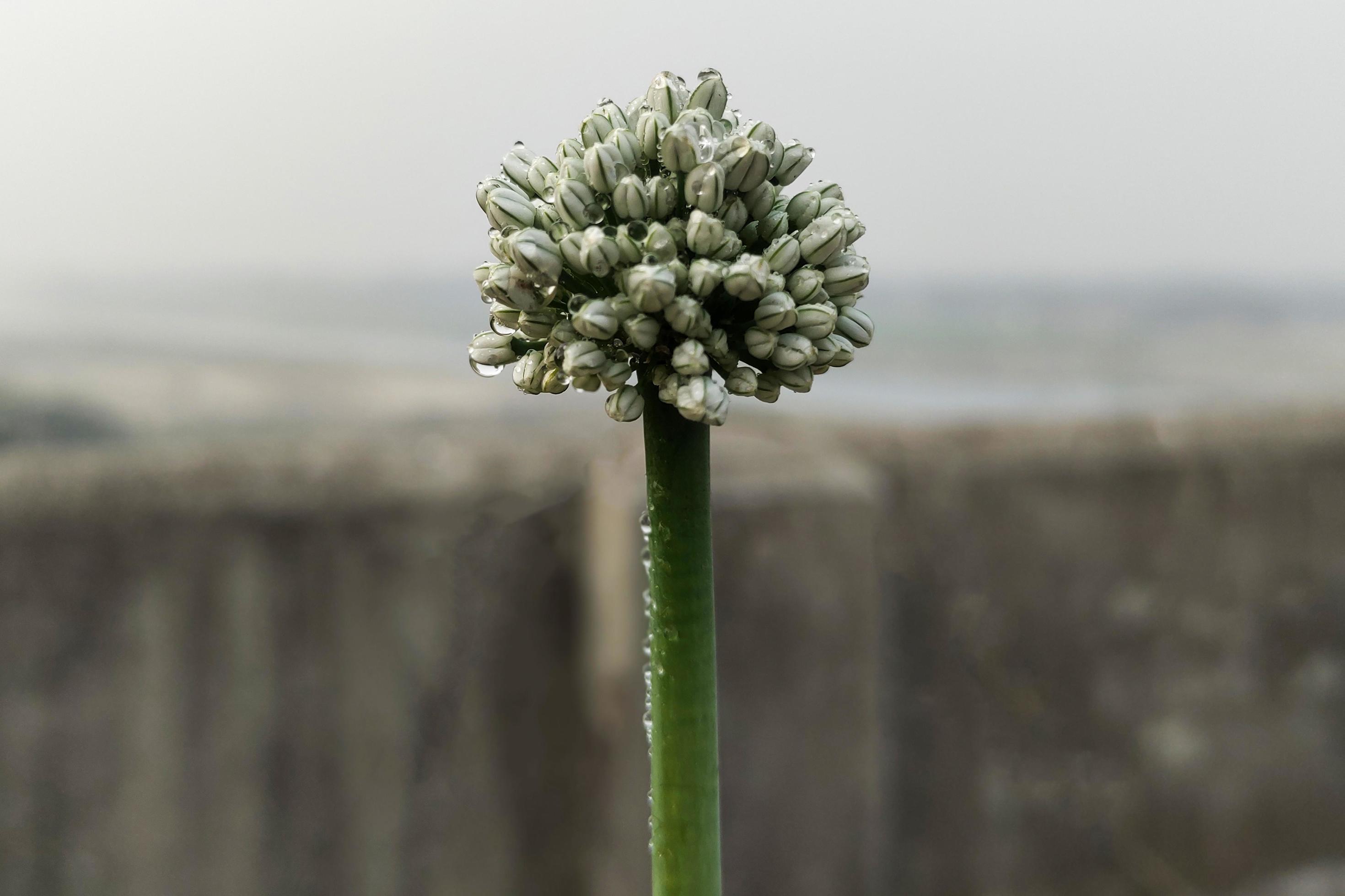 
									Red Onion Plant Flower Blooming Closeup Background Image Stock Free