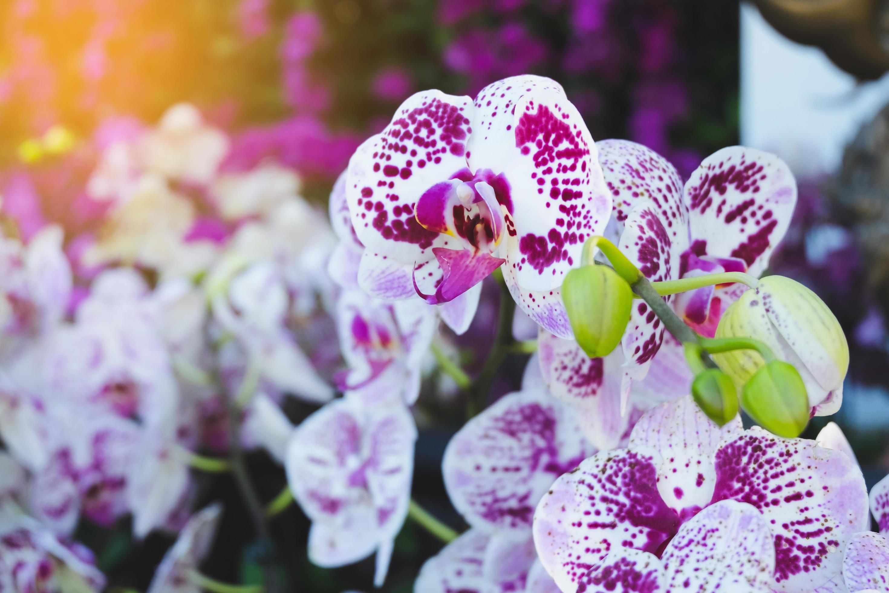 Orchid flower in tropical garden. Phalaenopsis Orchid flower.Floral background.Selective focus. Stock Free