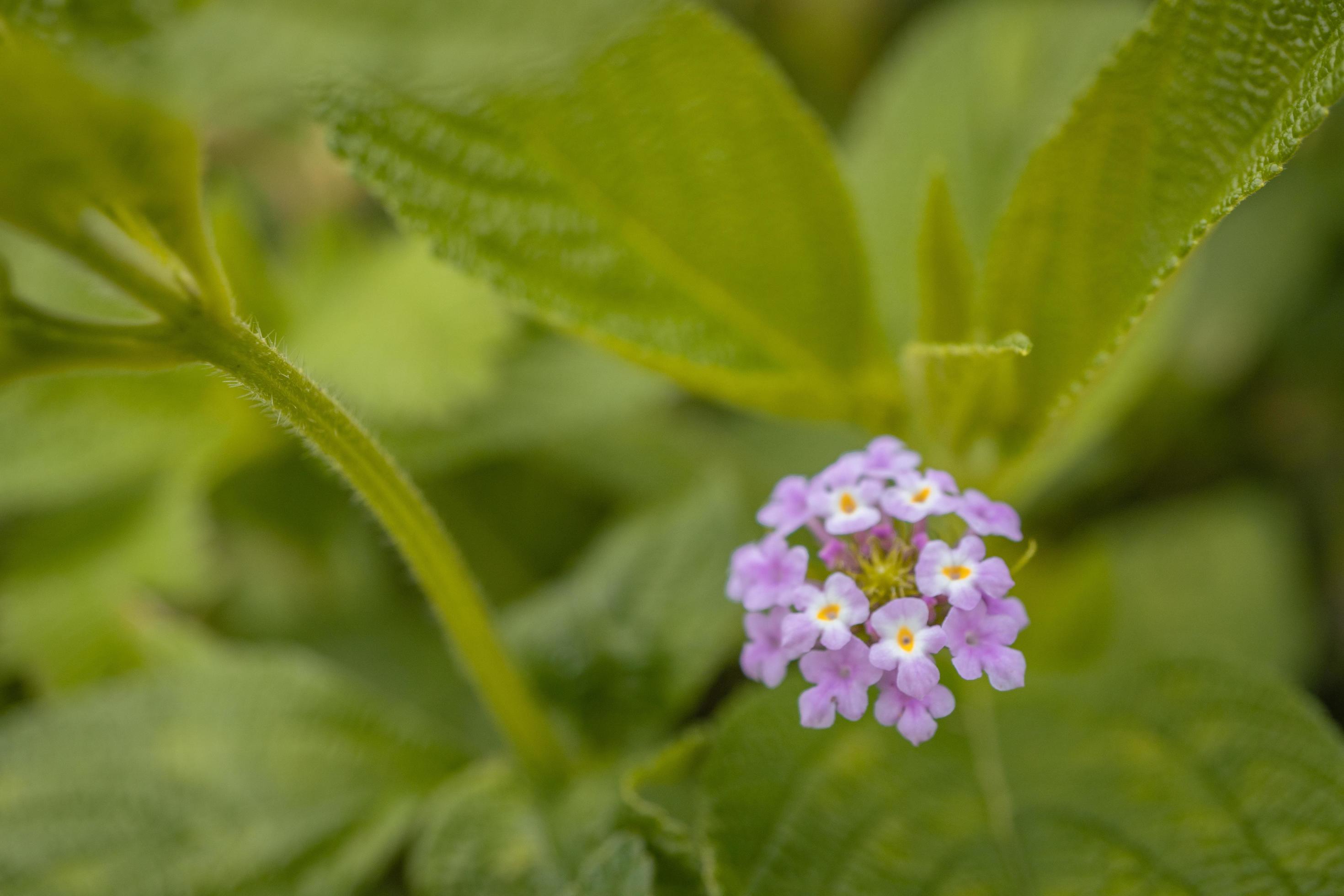 Macro photo of meadow flower white, pink yellow and violet color. The photo is suitable to use for nature flower background, poster and advertising. Stock Free