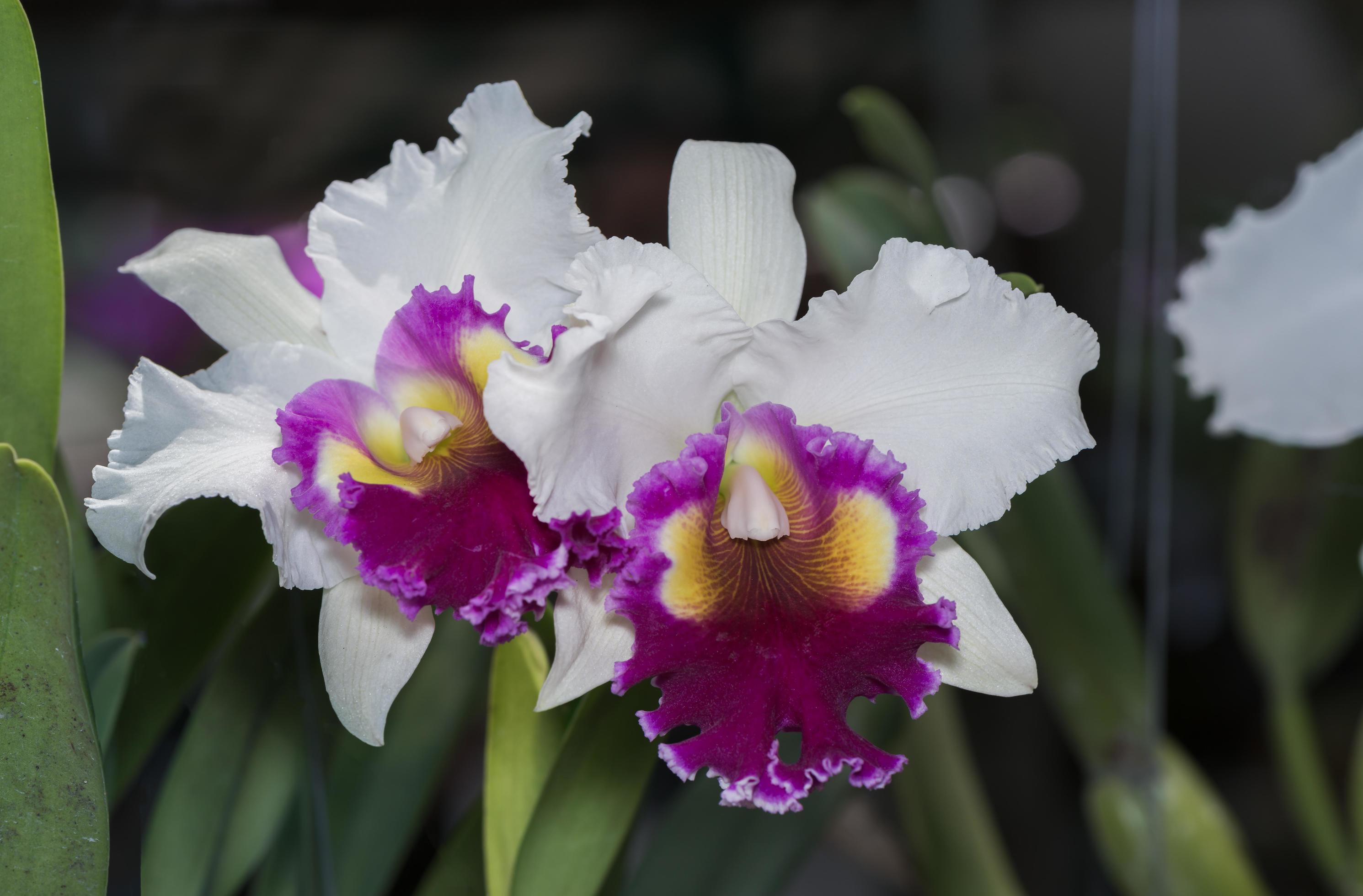 white and pink Cattleya orchid flower Stock Free