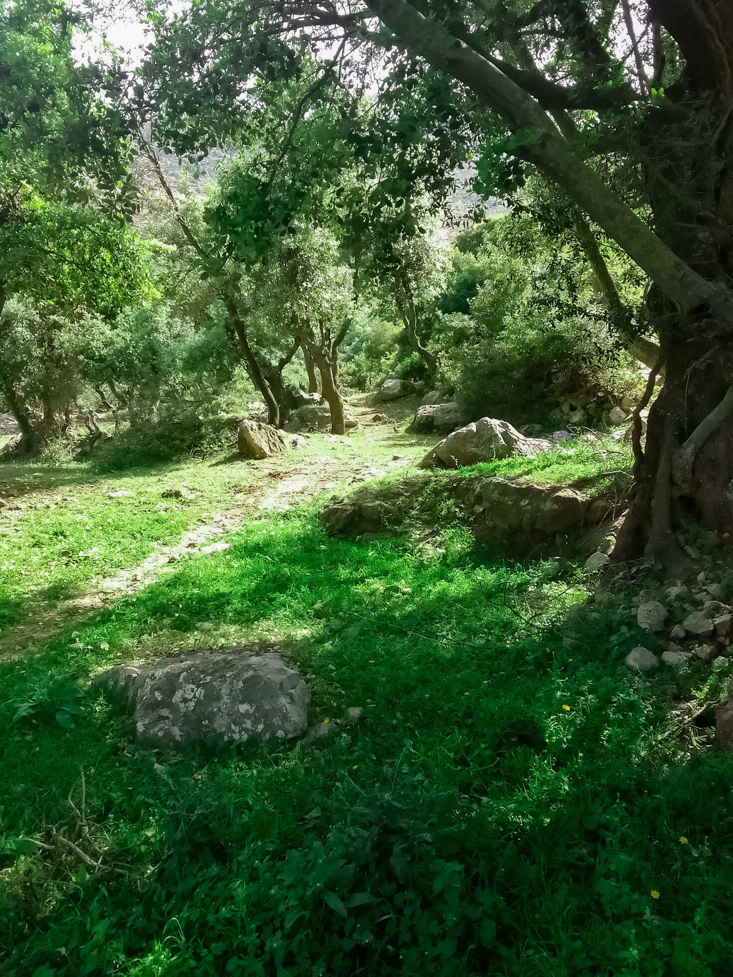 Under the shadows of nature in the countryside Stock Free