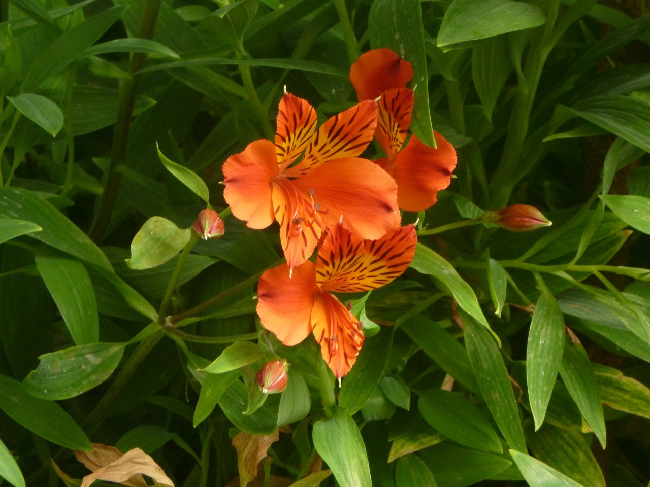 Small Orange Flowers Stock Free