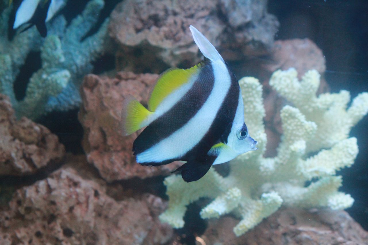 Angel Fish Tank Stock Free