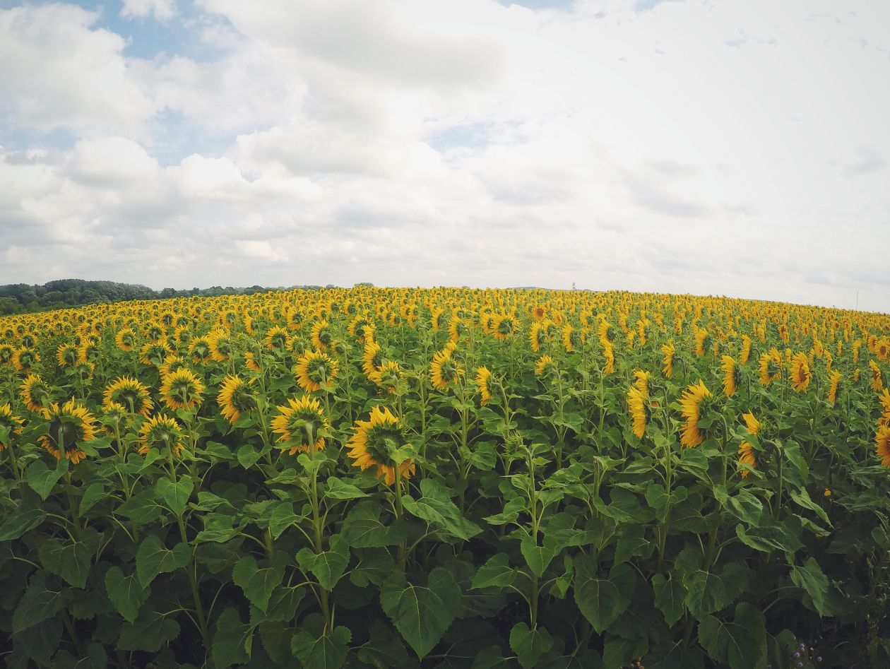 Sunflower Field Stock Free