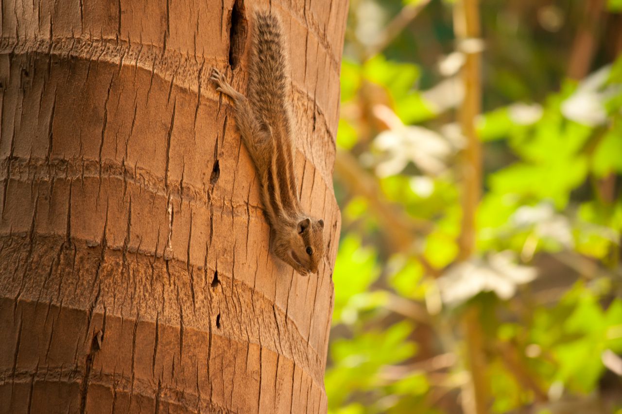 Squirrel Stock Free