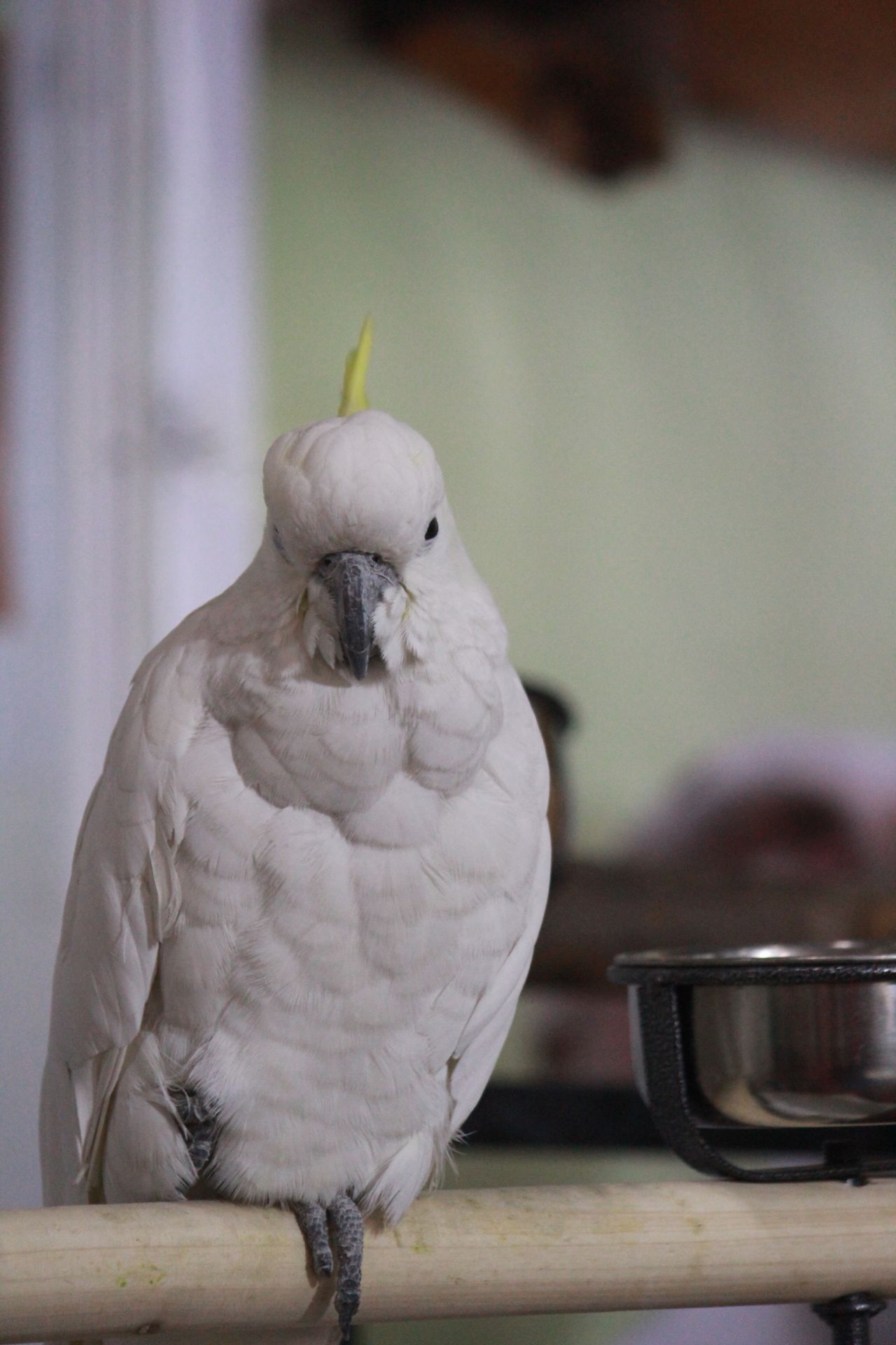 Bird Cockatoo Stock Free