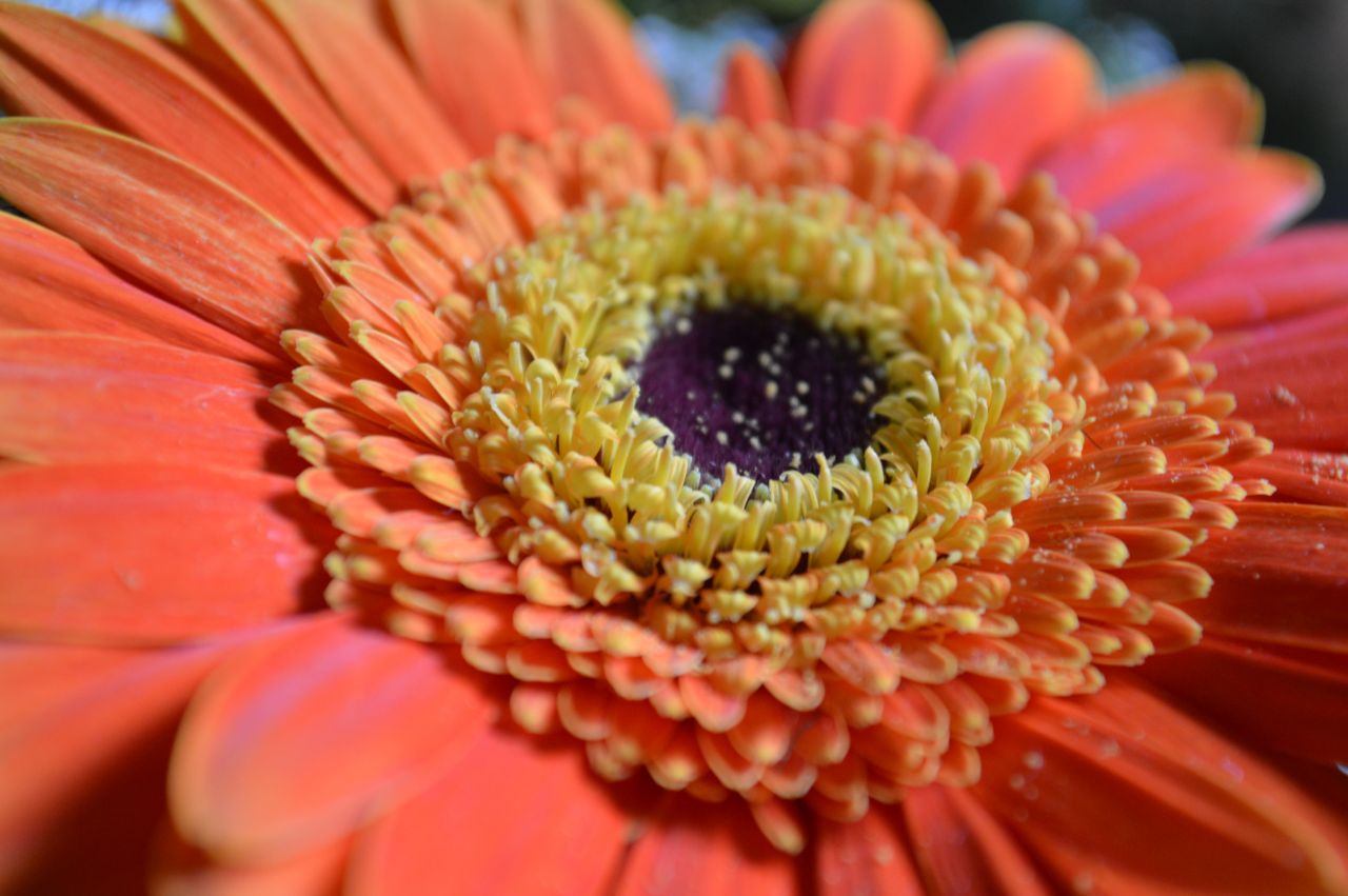 Orange Closeup Daisy Sunflower Stock Free