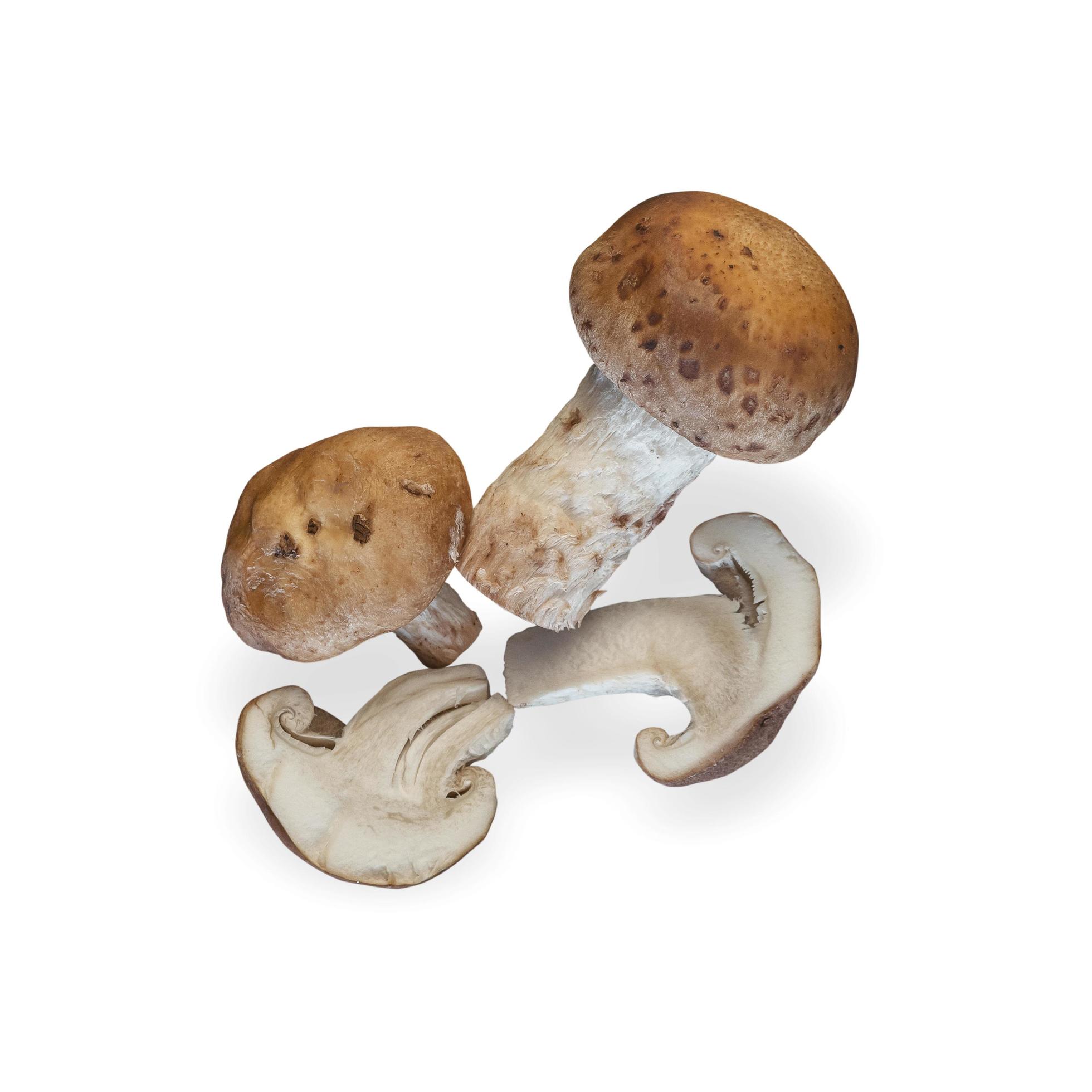 Shitake mushroom isolated on white background. Healthy plant based food diet lifestyle. Stock Free