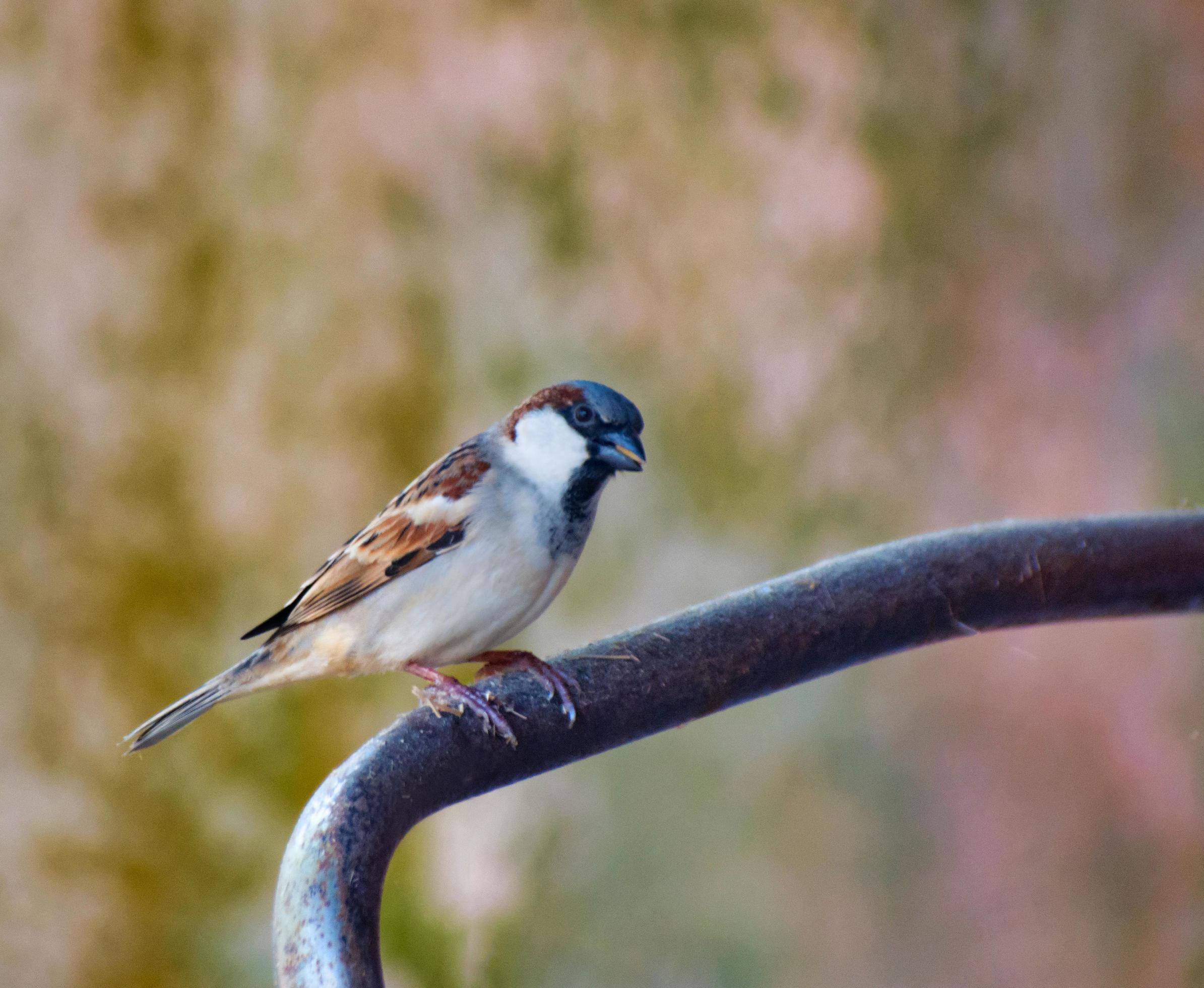 Passer domesticus. House sparrow. It is a bird of the sparrow family Passeridae, found in most parts of the world. Stock Free