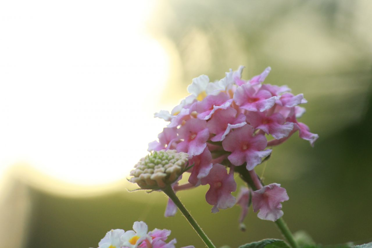 Soft Pink Flowers Stock Free