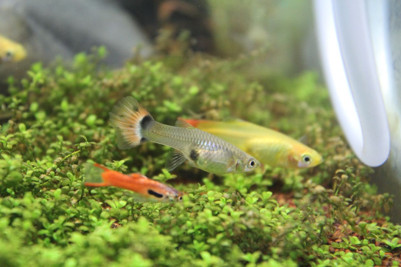 Small Fishes Aquarium Stock Free