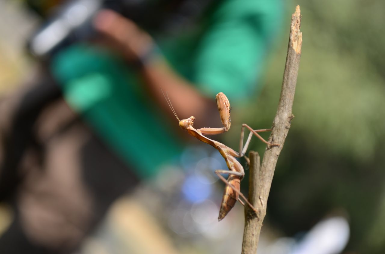 Praying Mantis Insect Stock Free