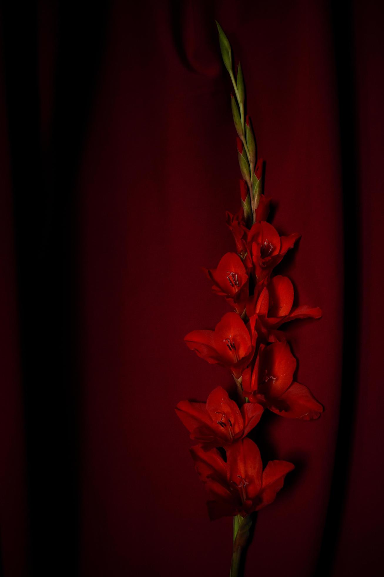 Red Flower on Red Background Stock Free