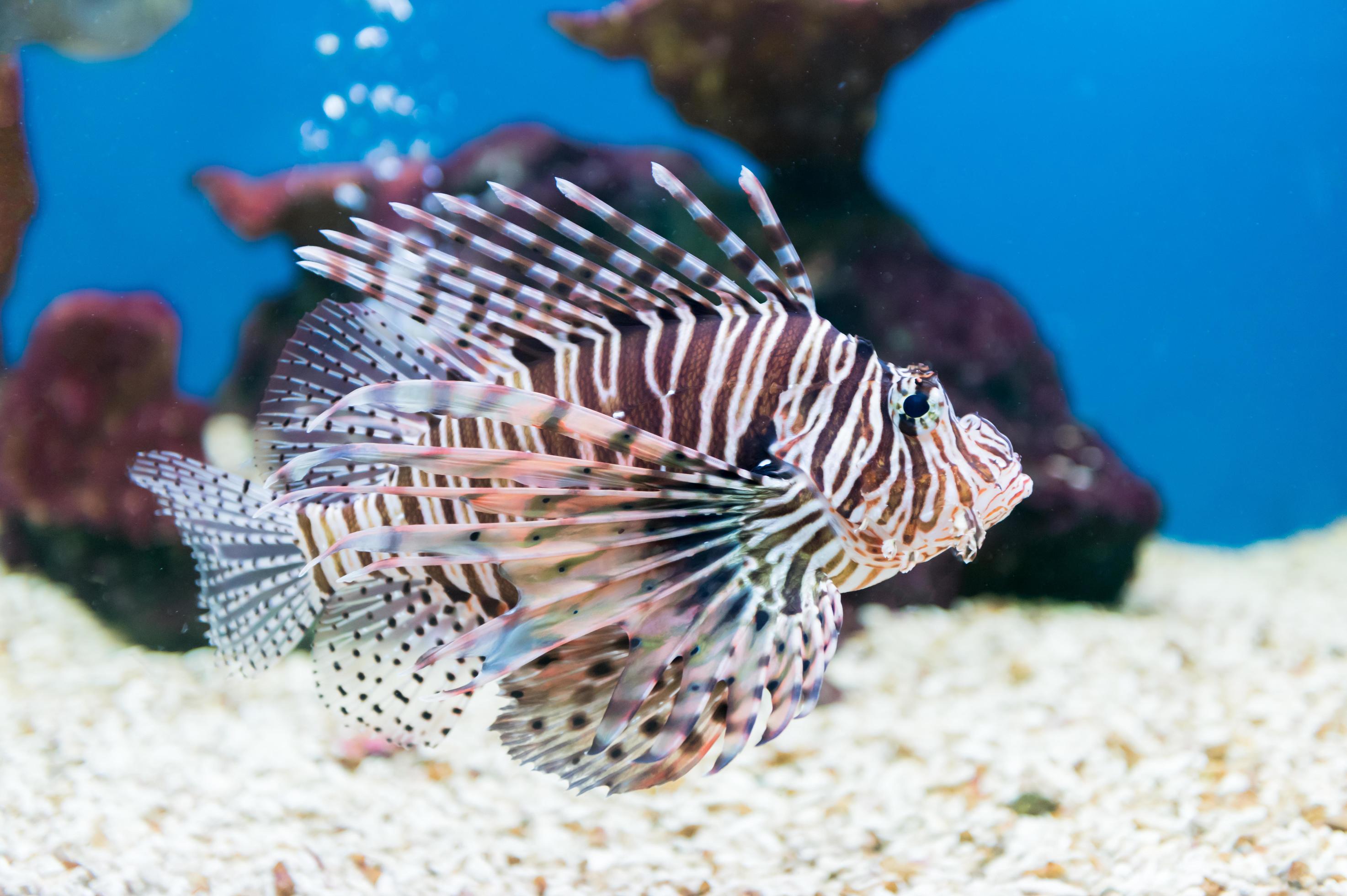 beautiful red lionfish Pterois miles portrait Stock Free