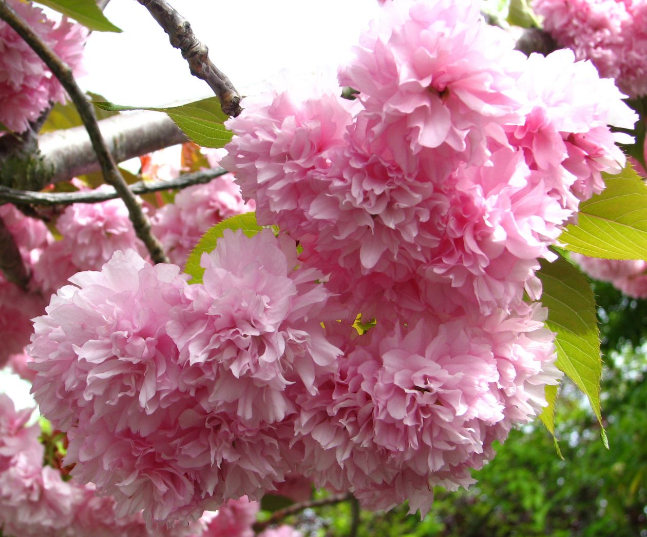 Fluffy pink fruit-tree blossoms Stock Free