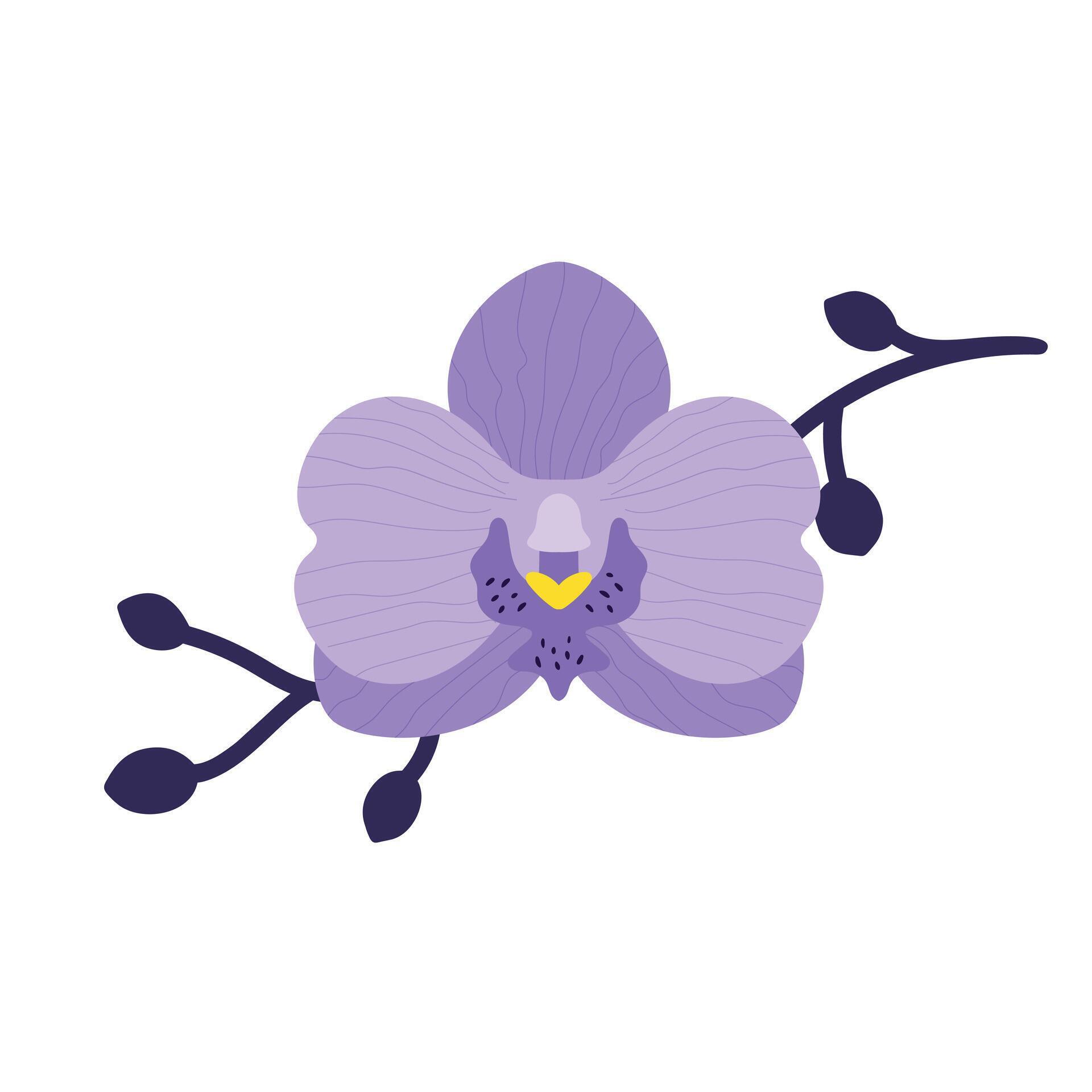 Hand drawn purple orchid flower with branch. Flat style. Vector illustration Stock Free