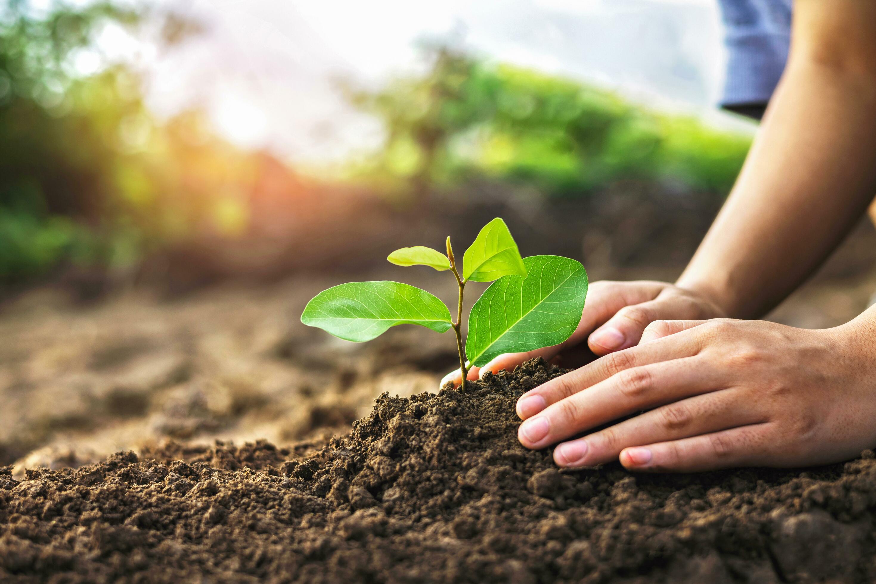 hand planting a small tree in the garden with sunset, green earth concept Stock Free