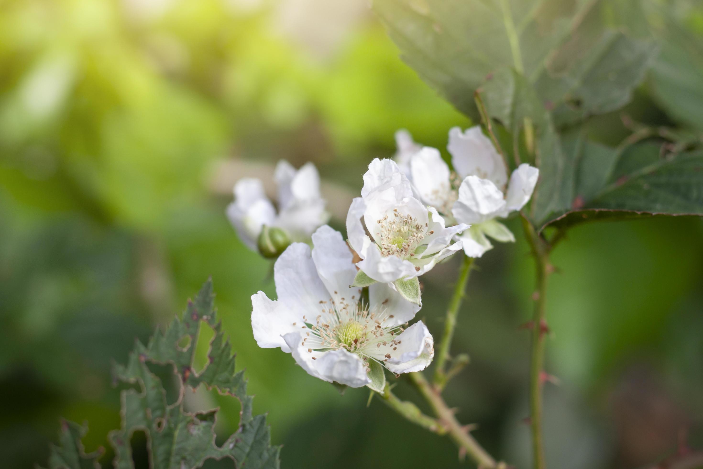 Fresh white raspberry flower bloom on tree with sunlight in the garden on blur nature background. Stock Free